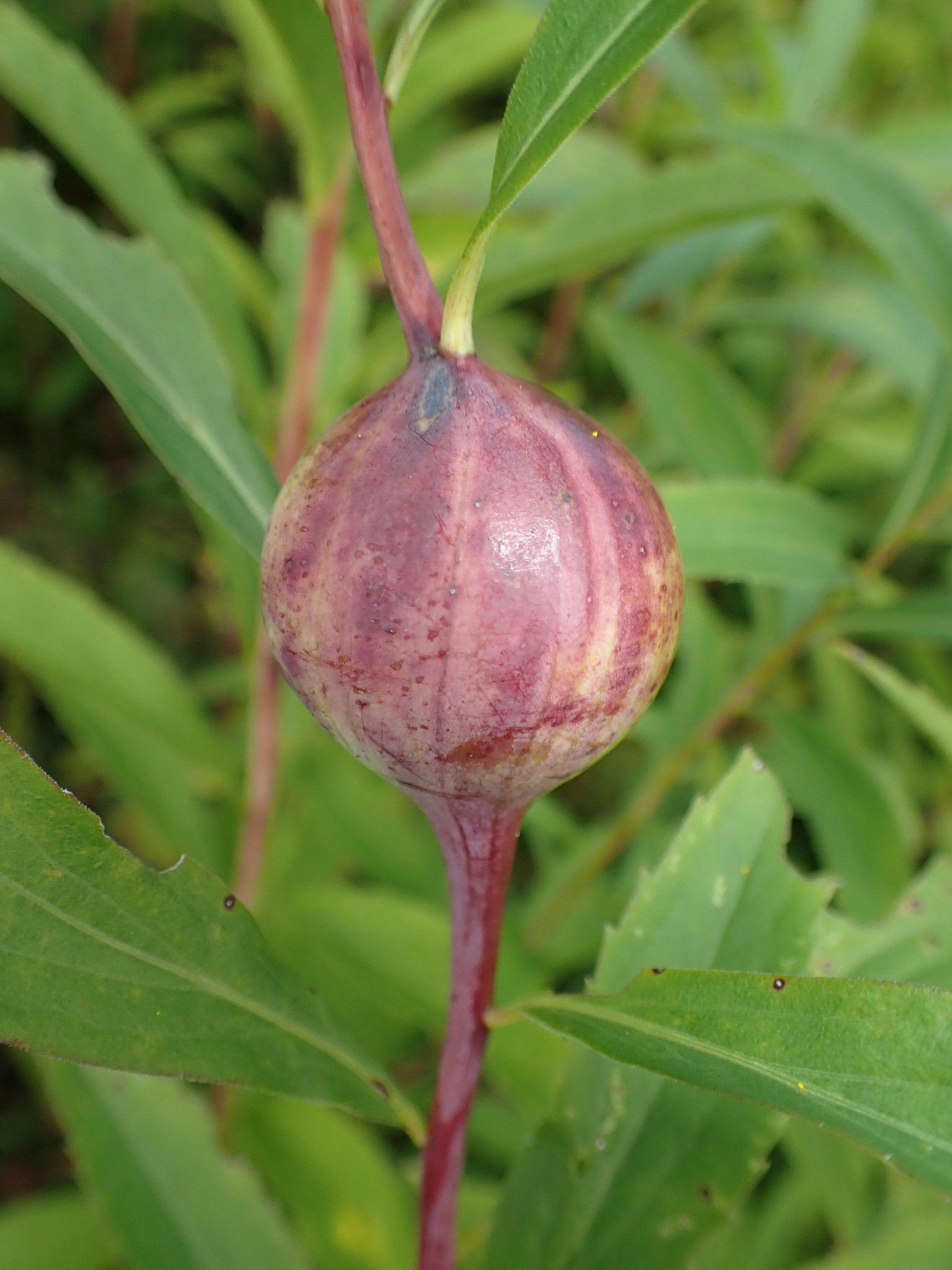 Eurosta solidaginis