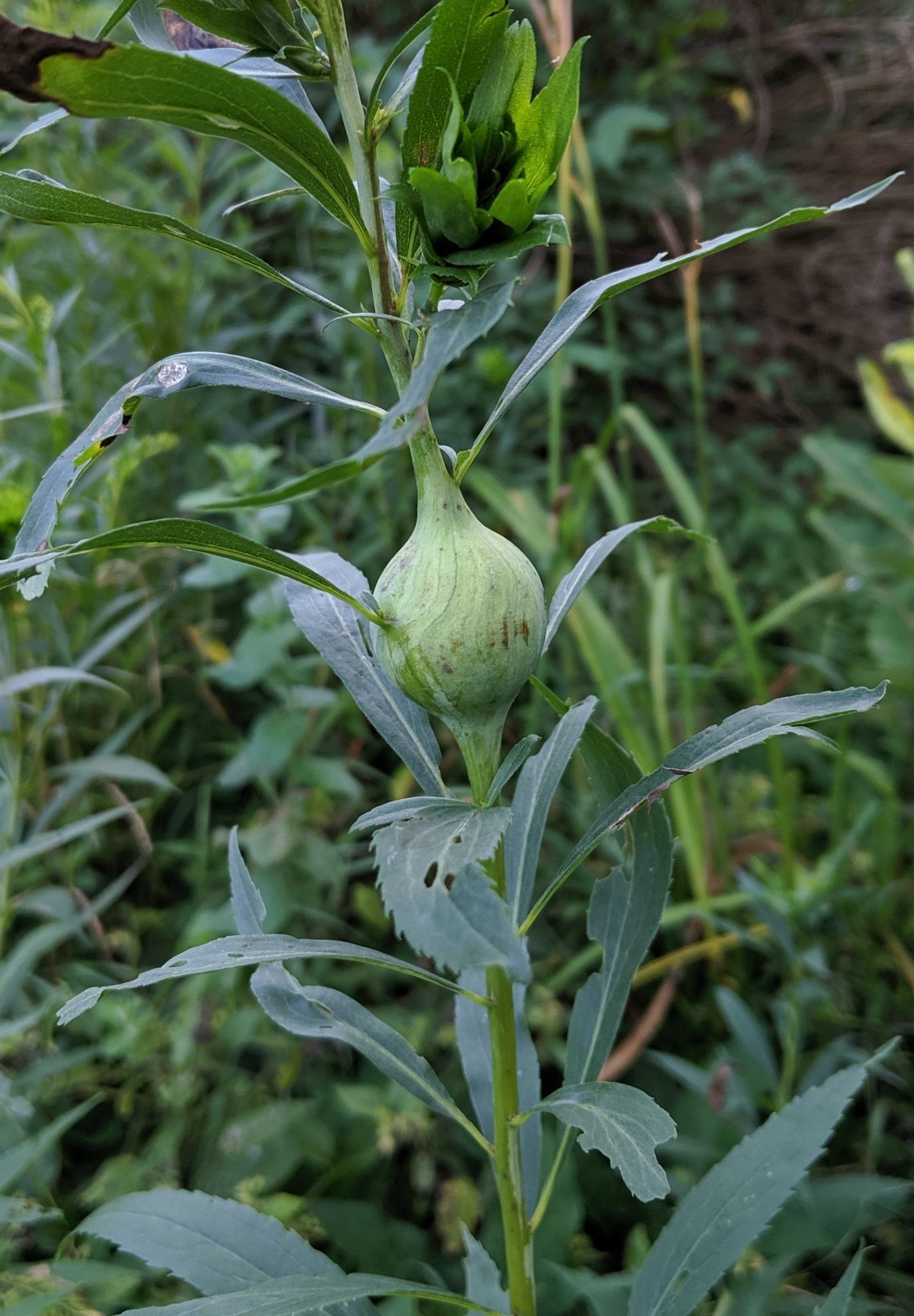 Eurosta solidaginis