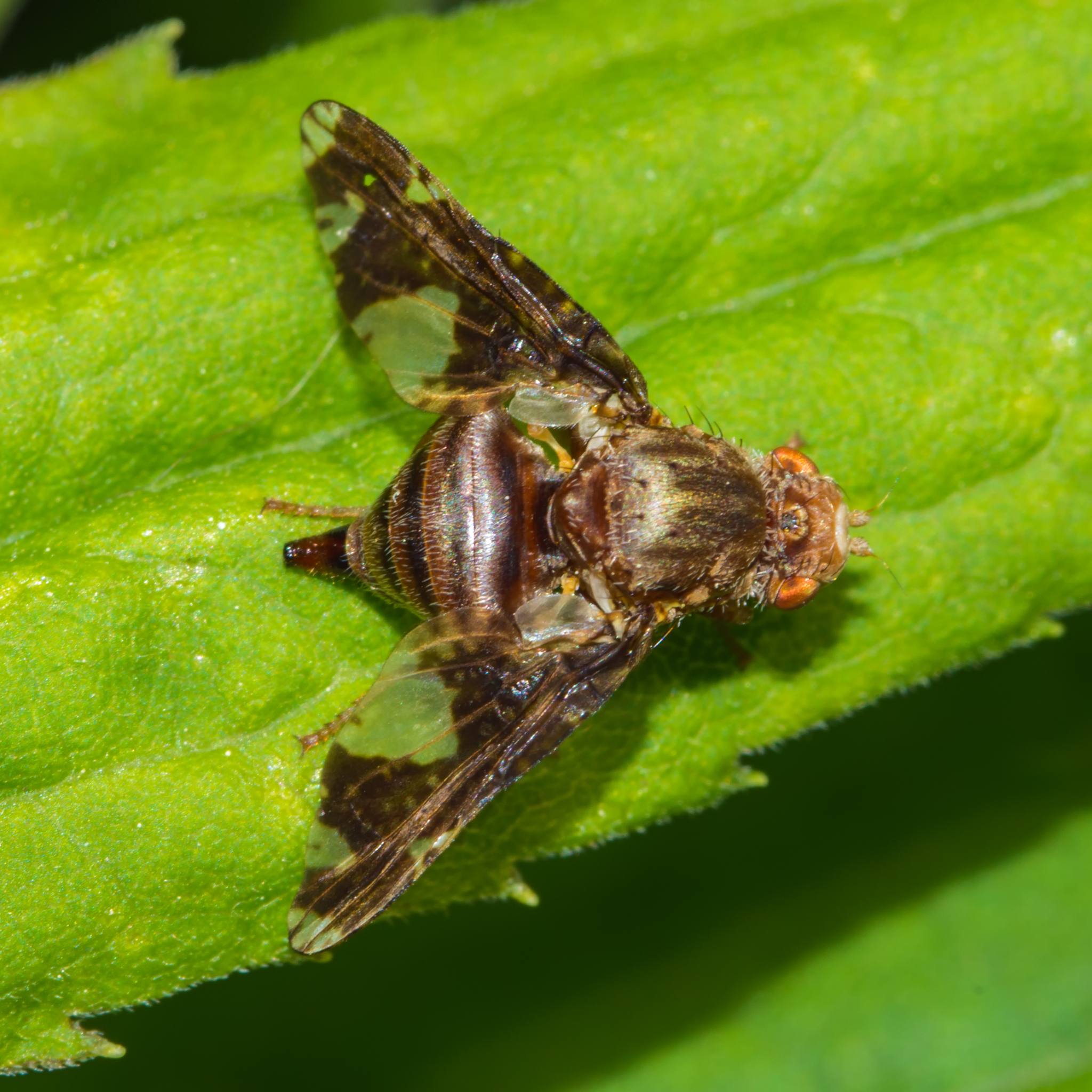 Eurosta solidaginis