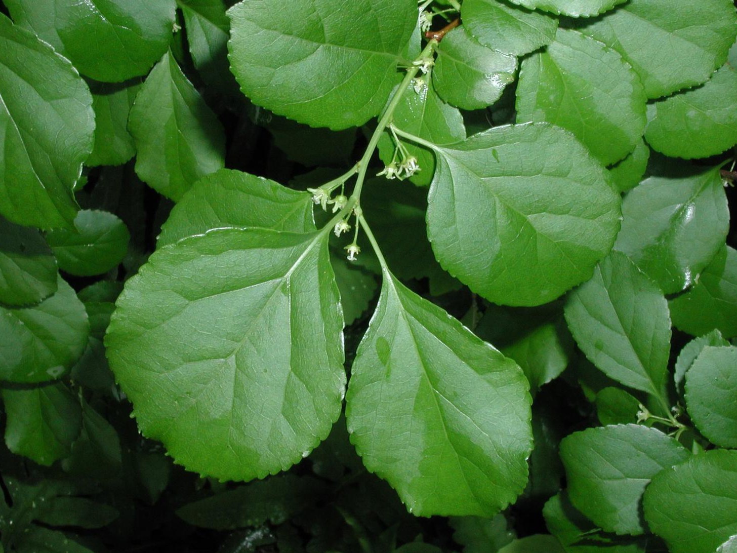 Celastrus orbiculatus