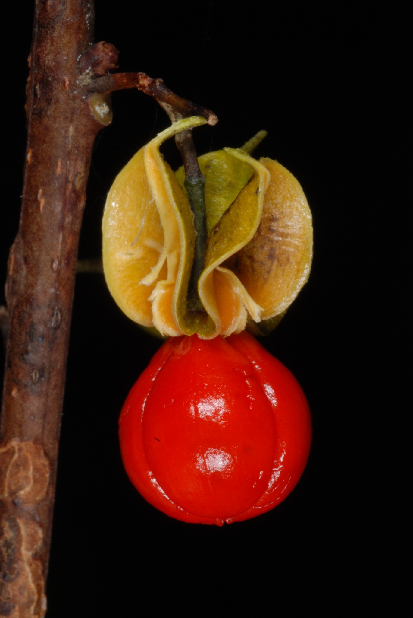 Celastrus orbiculatus