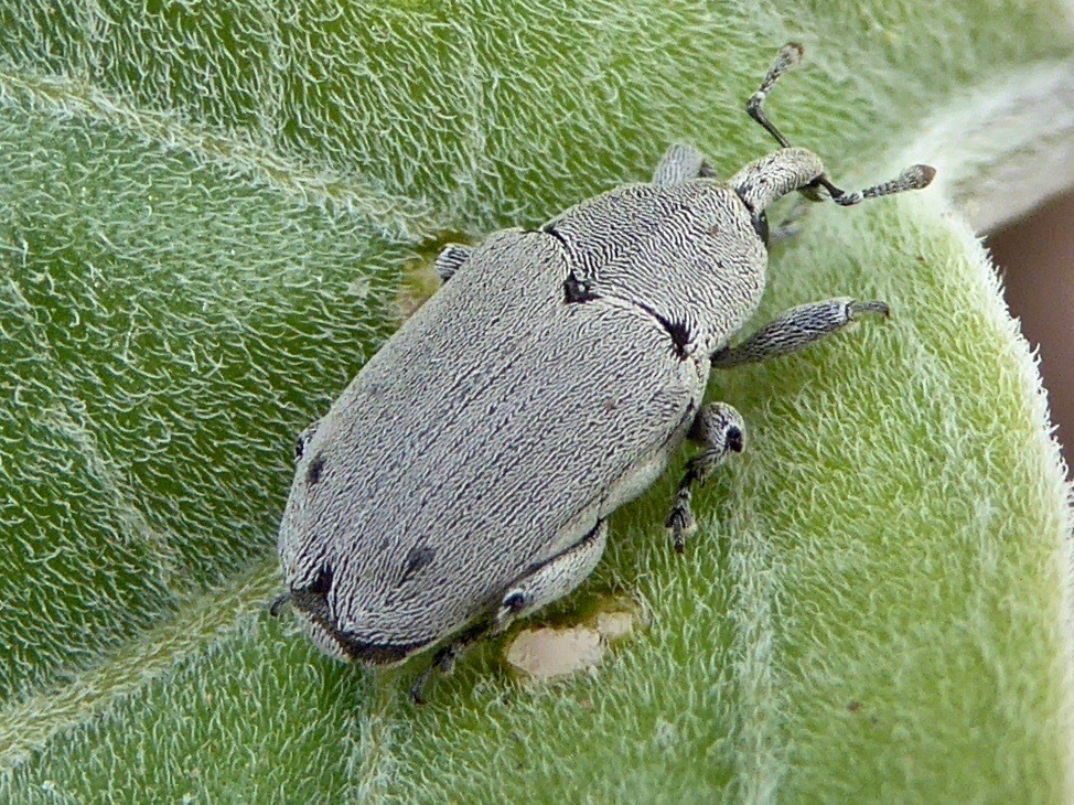 Trichobaris