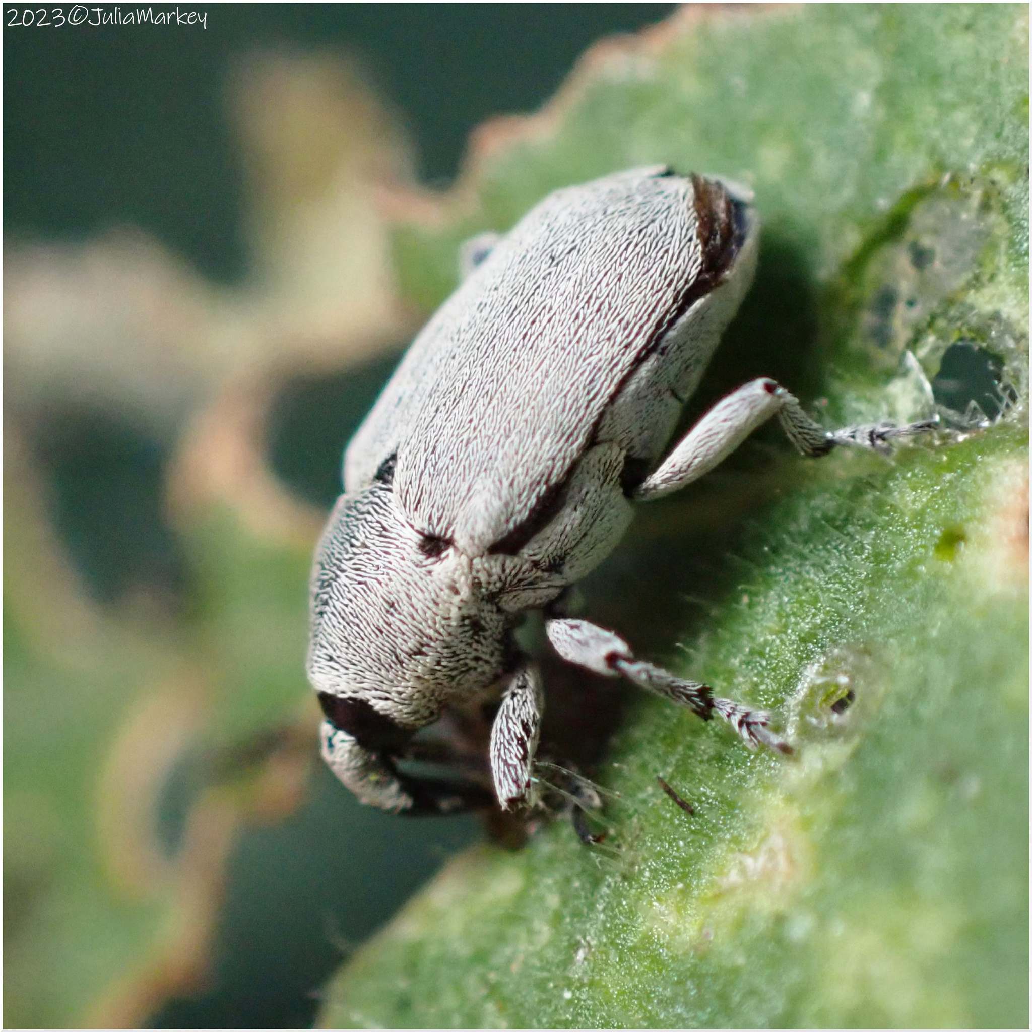 Trichobaris