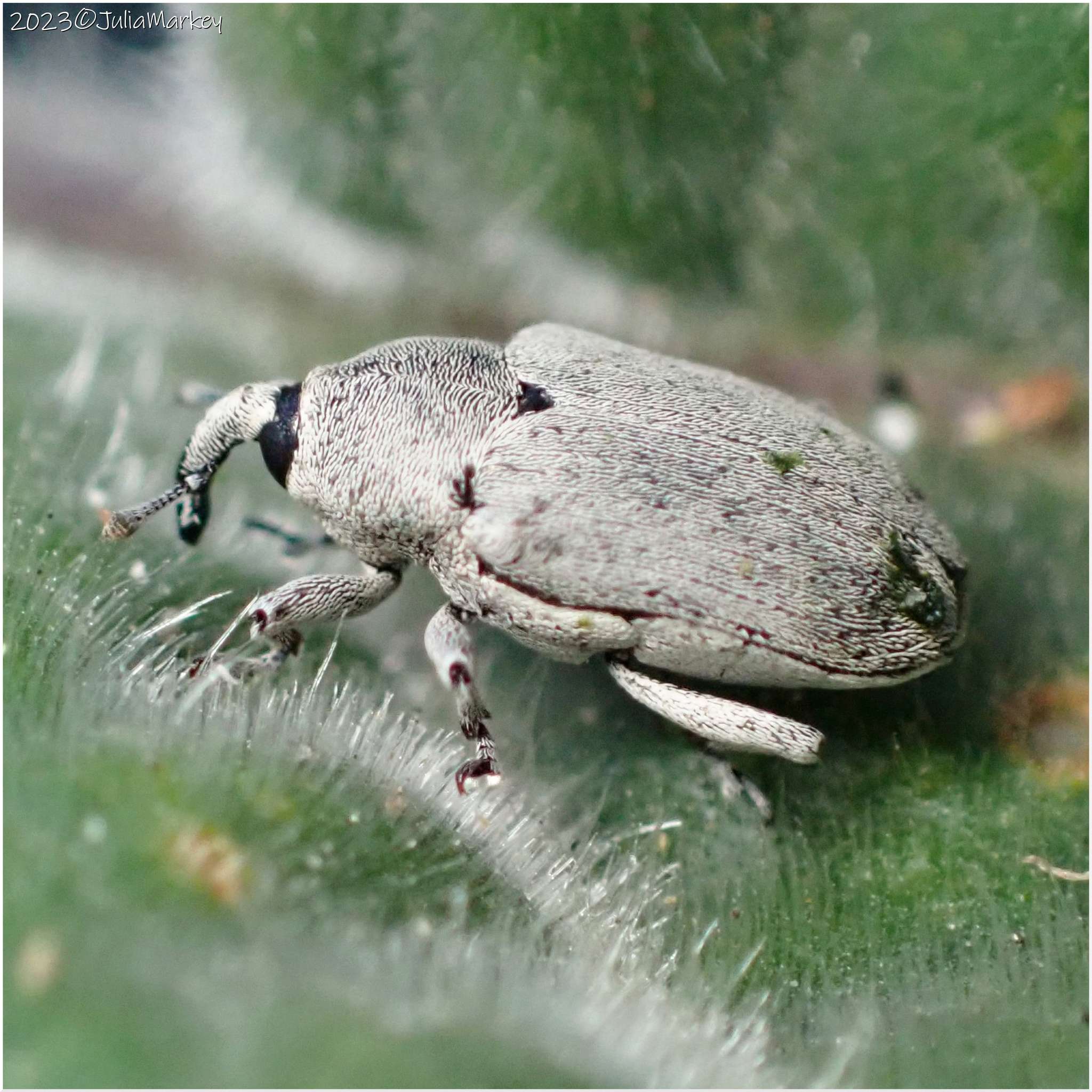 Trichobaris