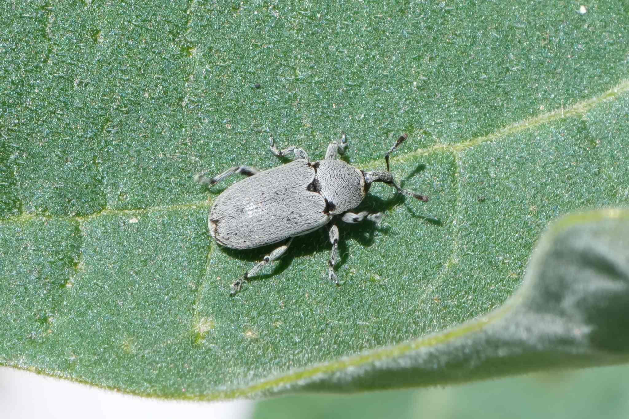 Trichobaris