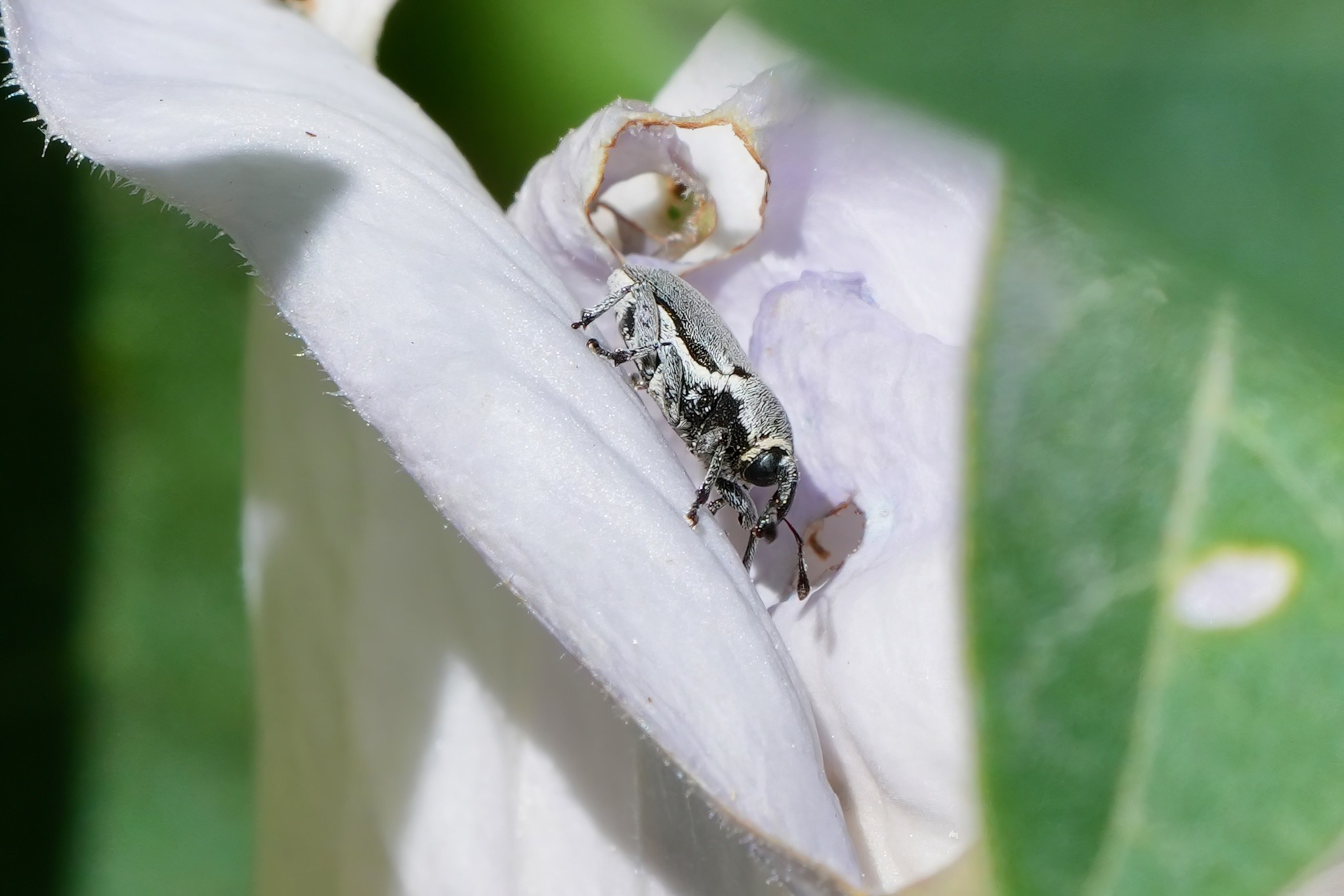 Trichobaris