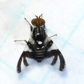 Rhagoletis pomonella