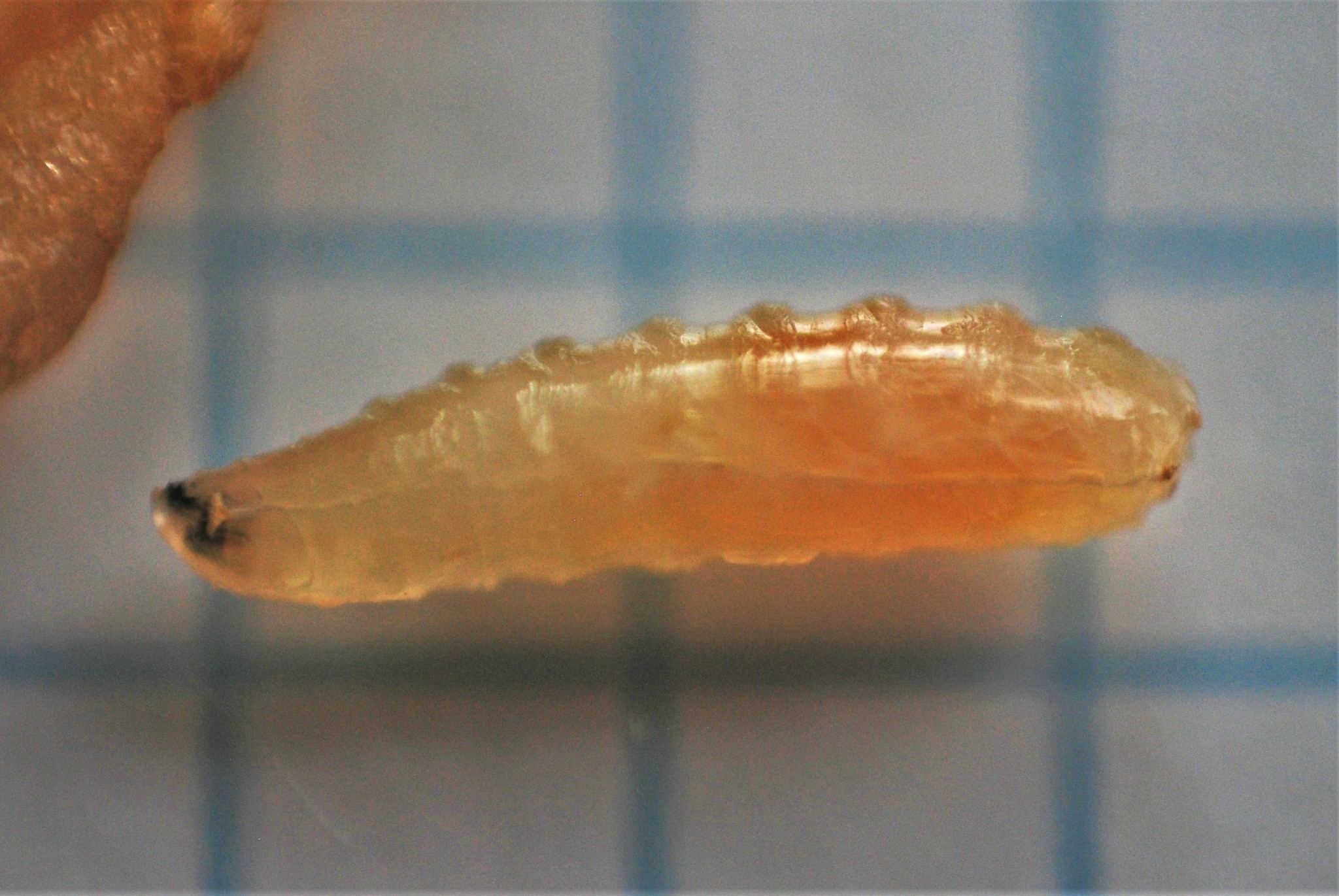 Rhagoletis pomonella