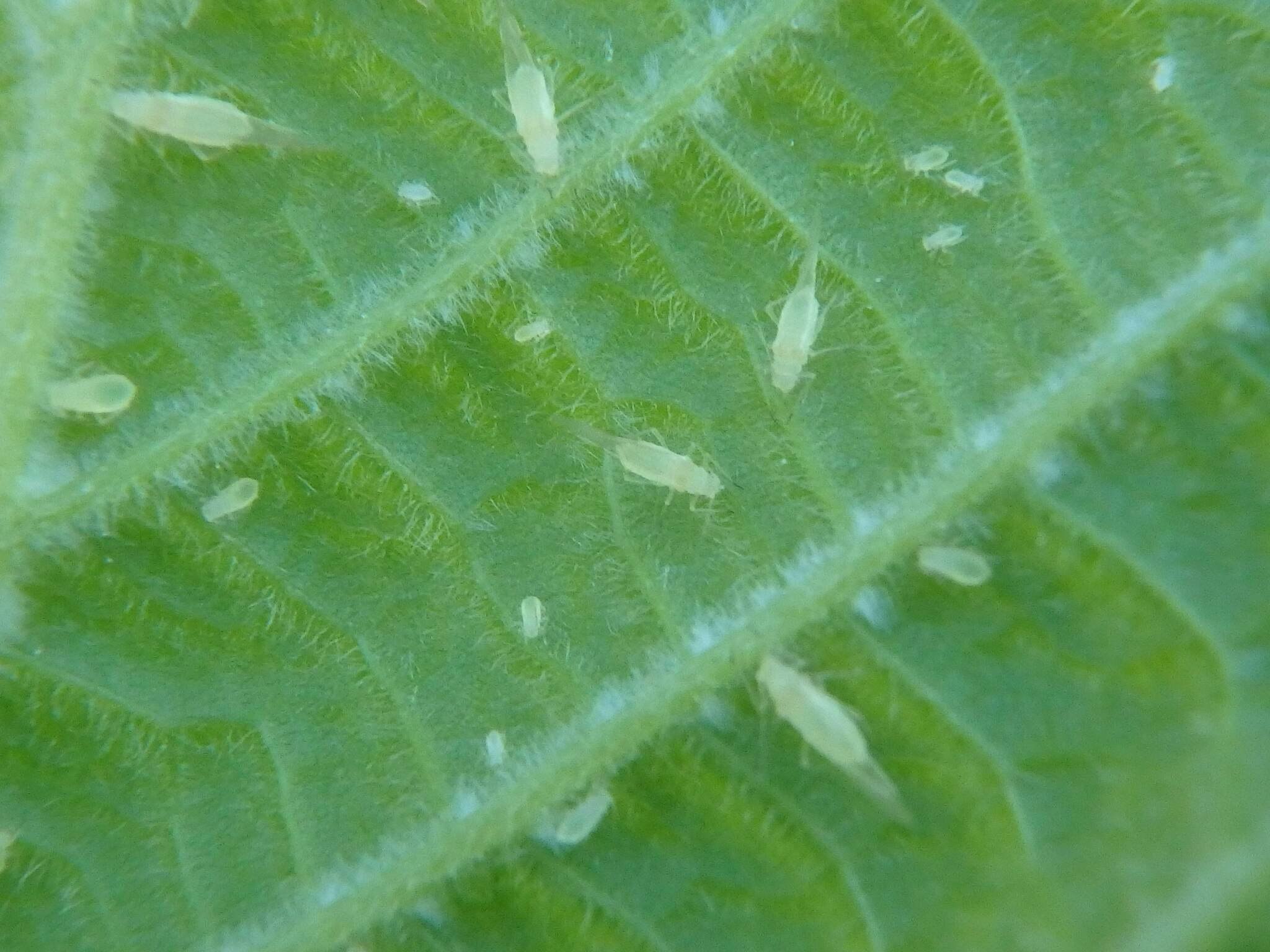 Myzocallis coryli