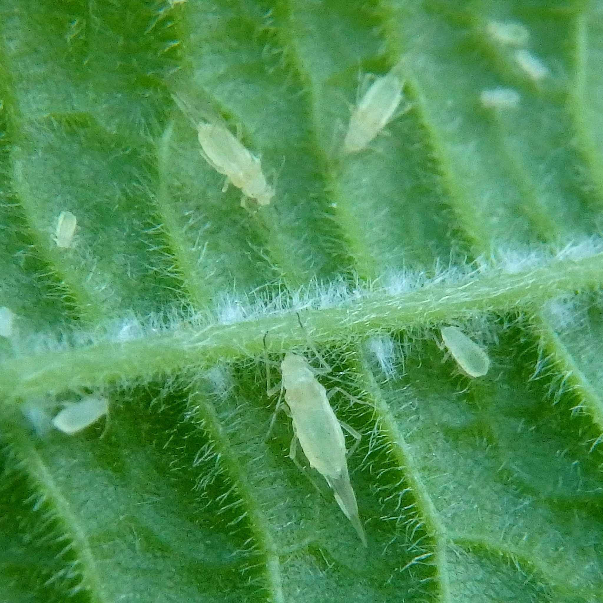 Myzocallis coryli