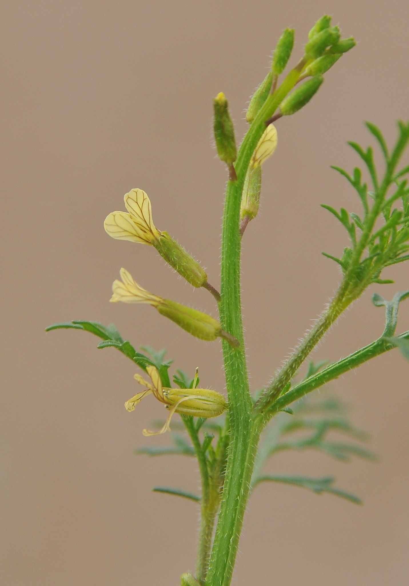 Carrichtera annua