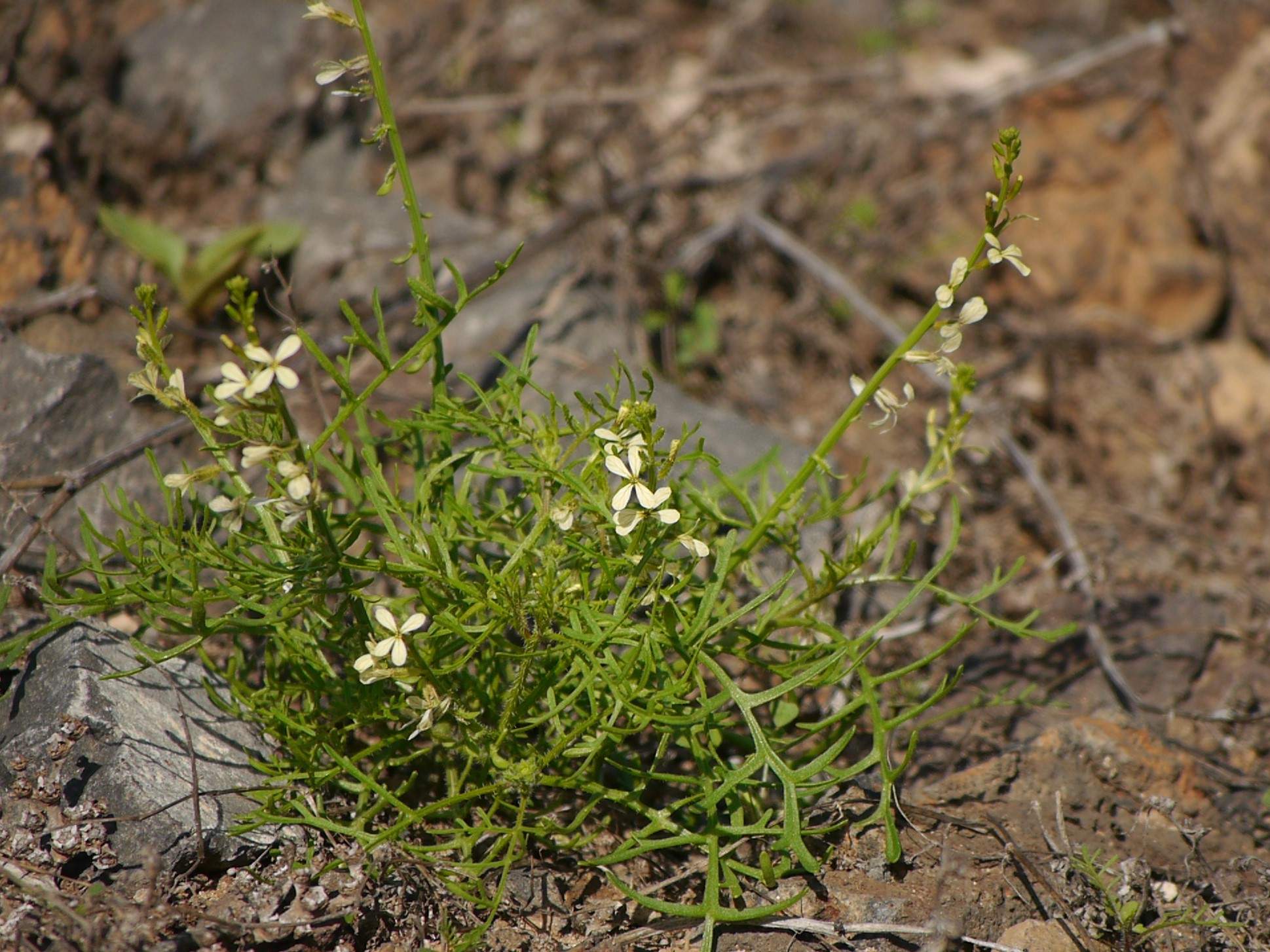 Carrichtera annua
