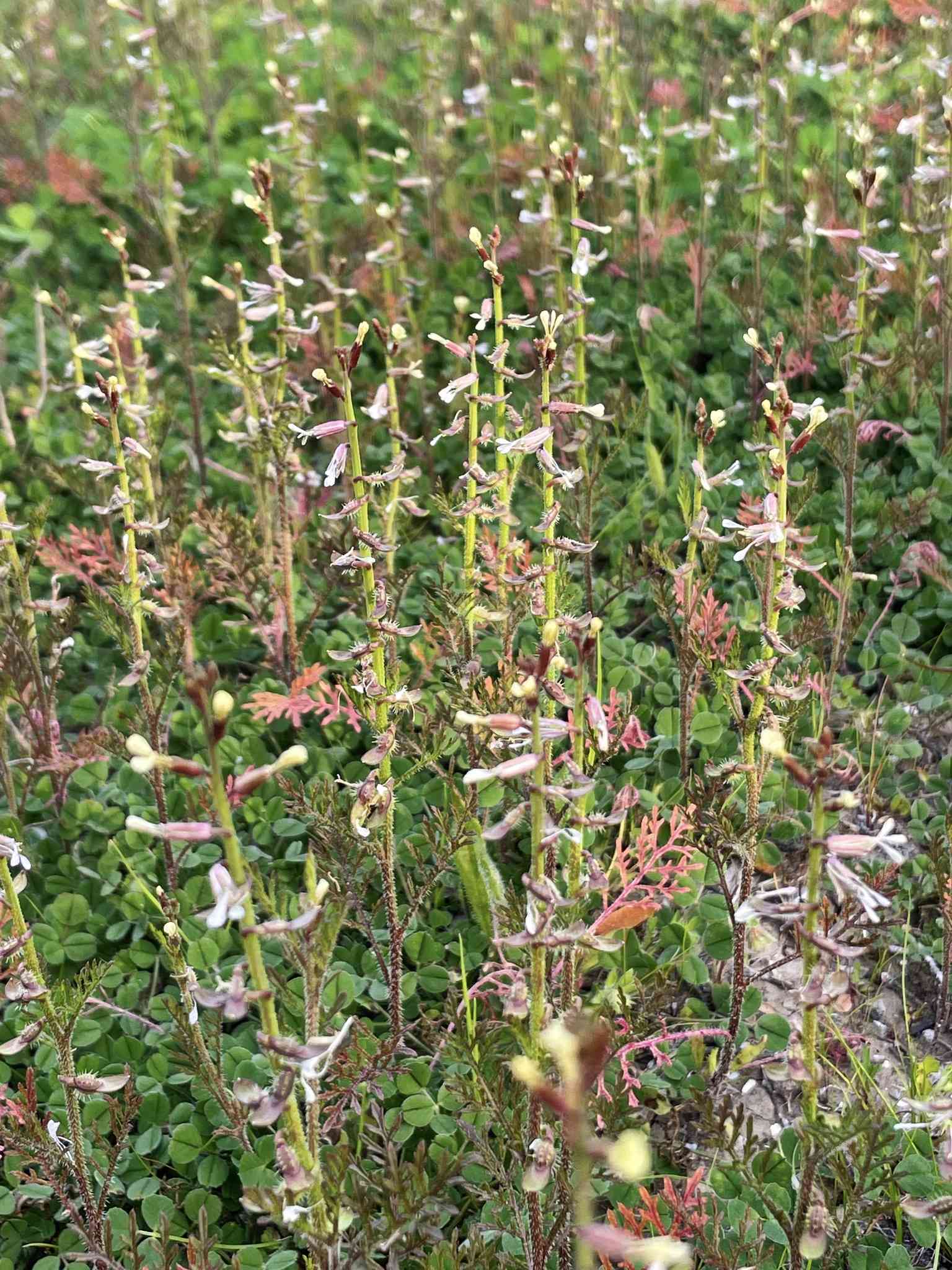 Carrichtera annua