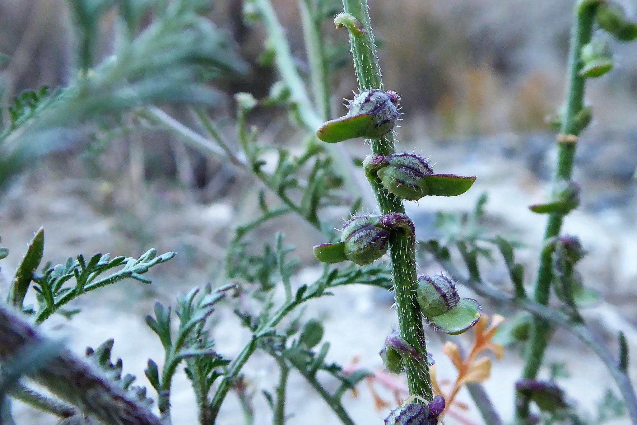 Carrichtera annua