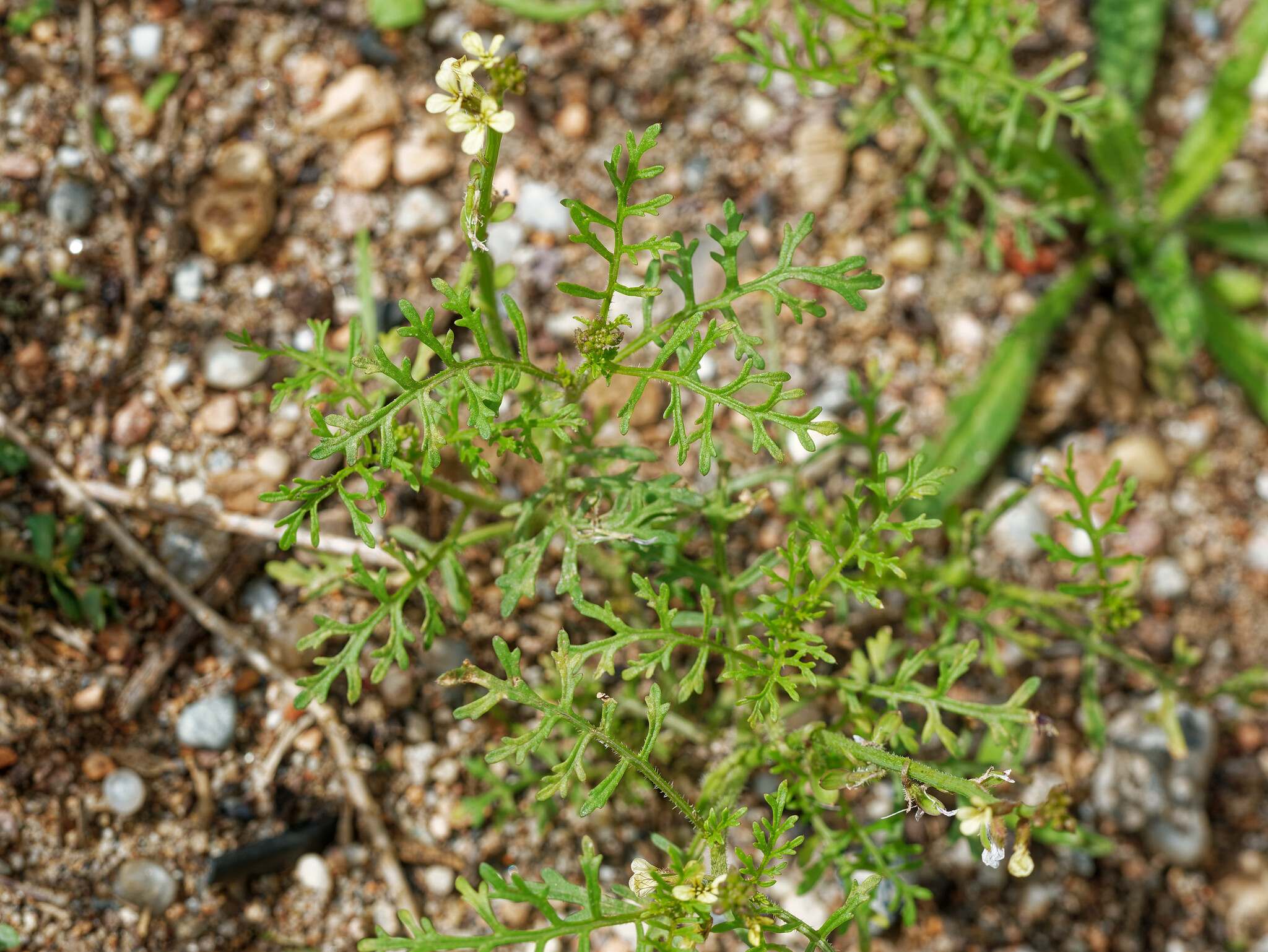 Carrichtera annua