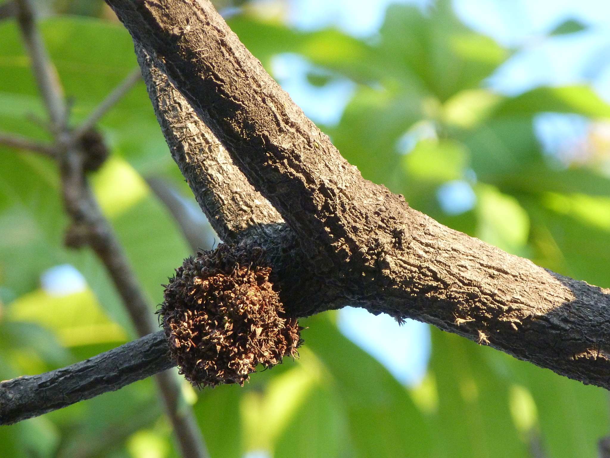 Fusarium subglutinans