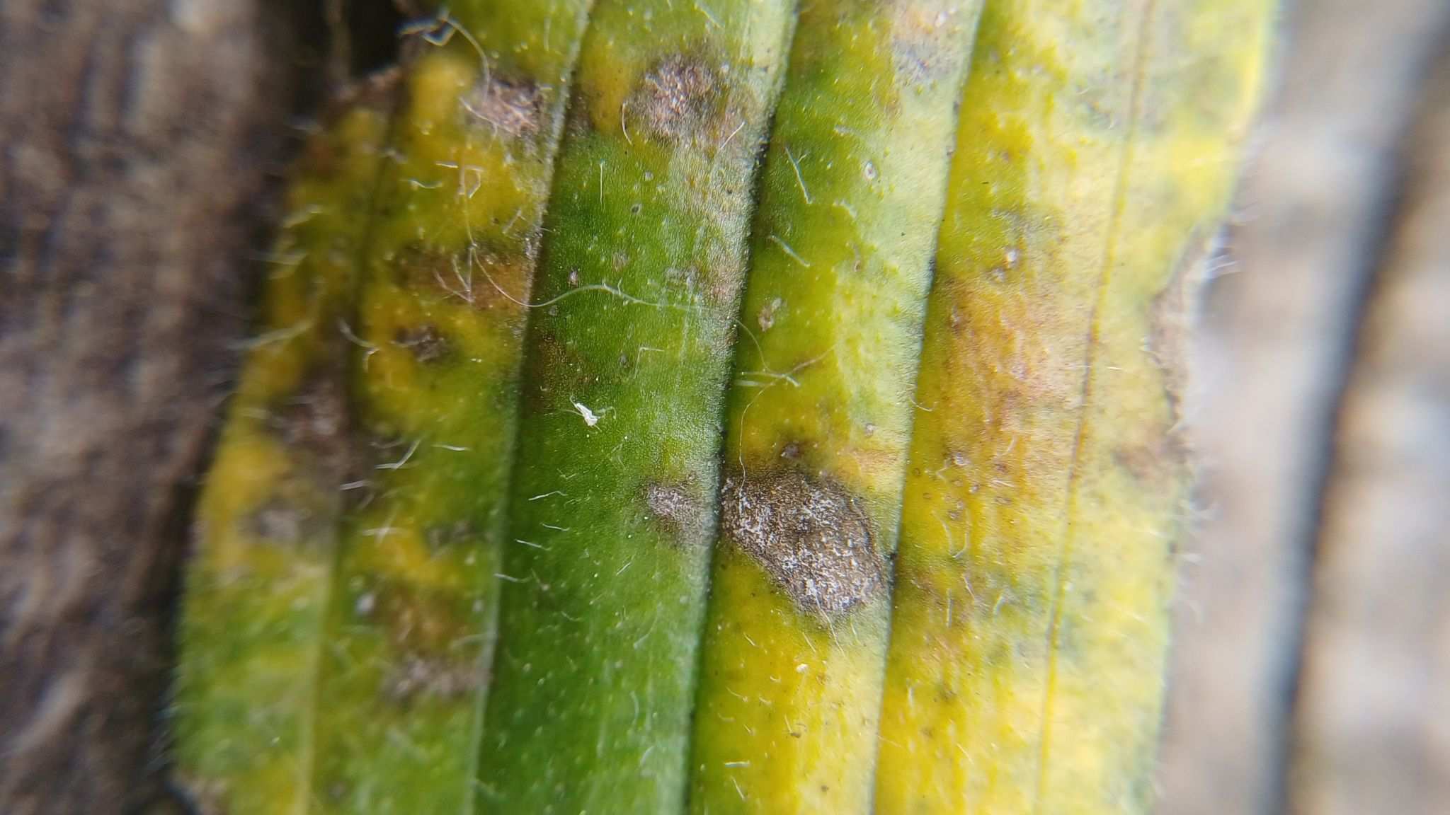 Rhabdospora