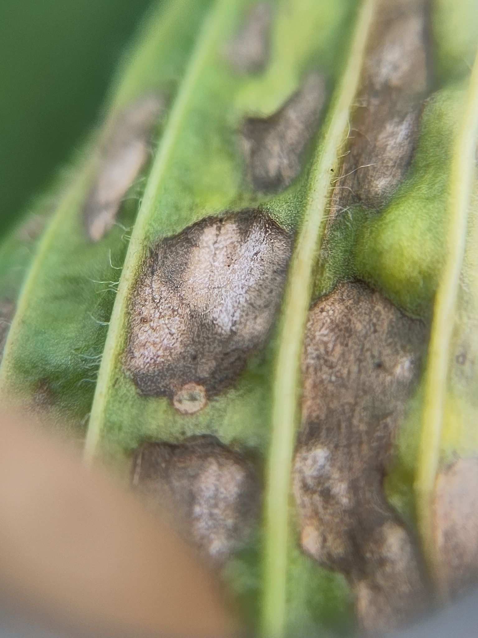 Rhabdospora