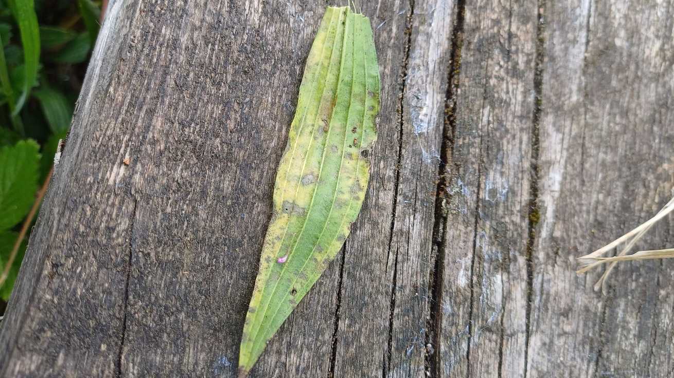 Rhabdospora