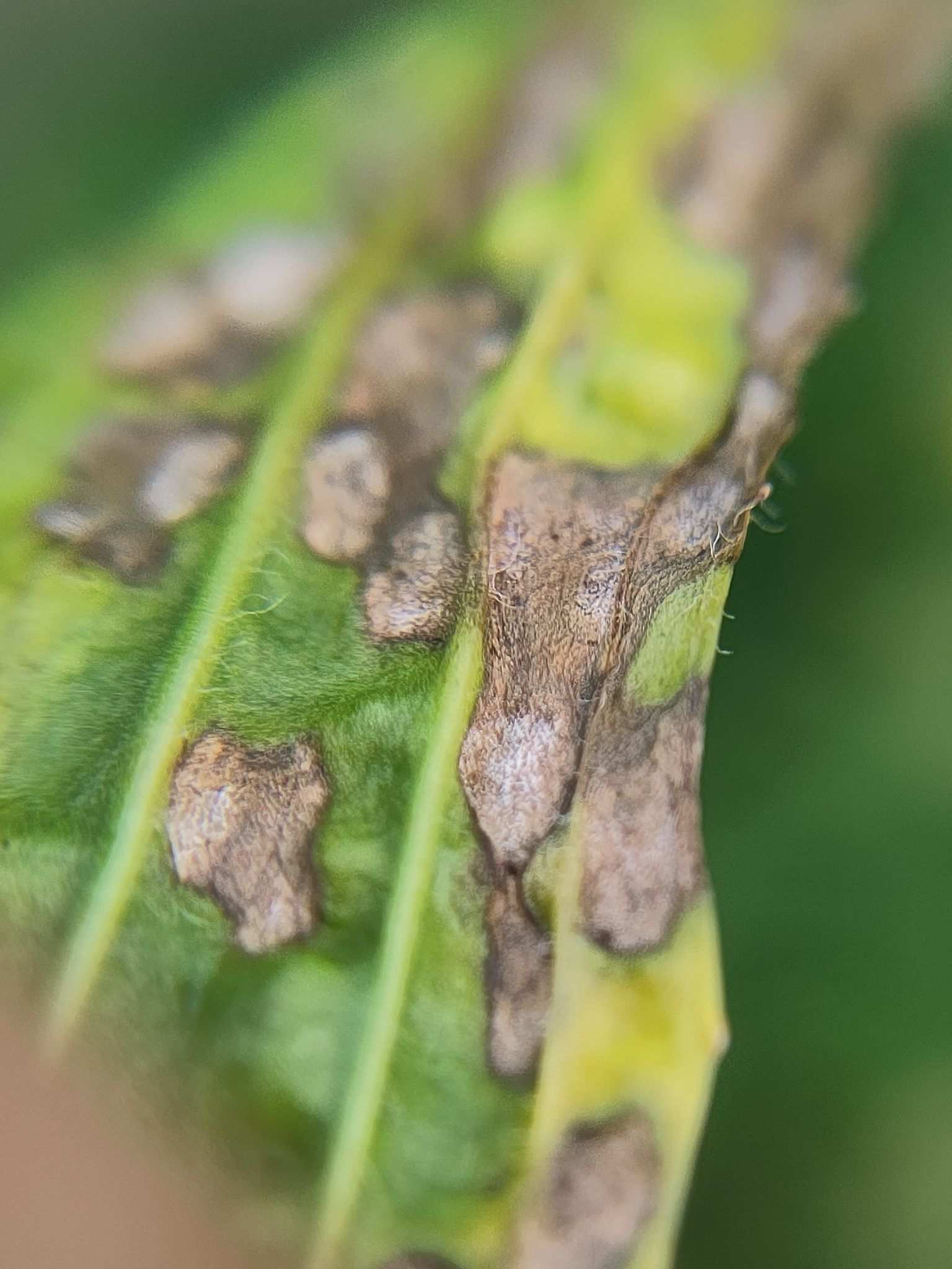 Rhabdospora