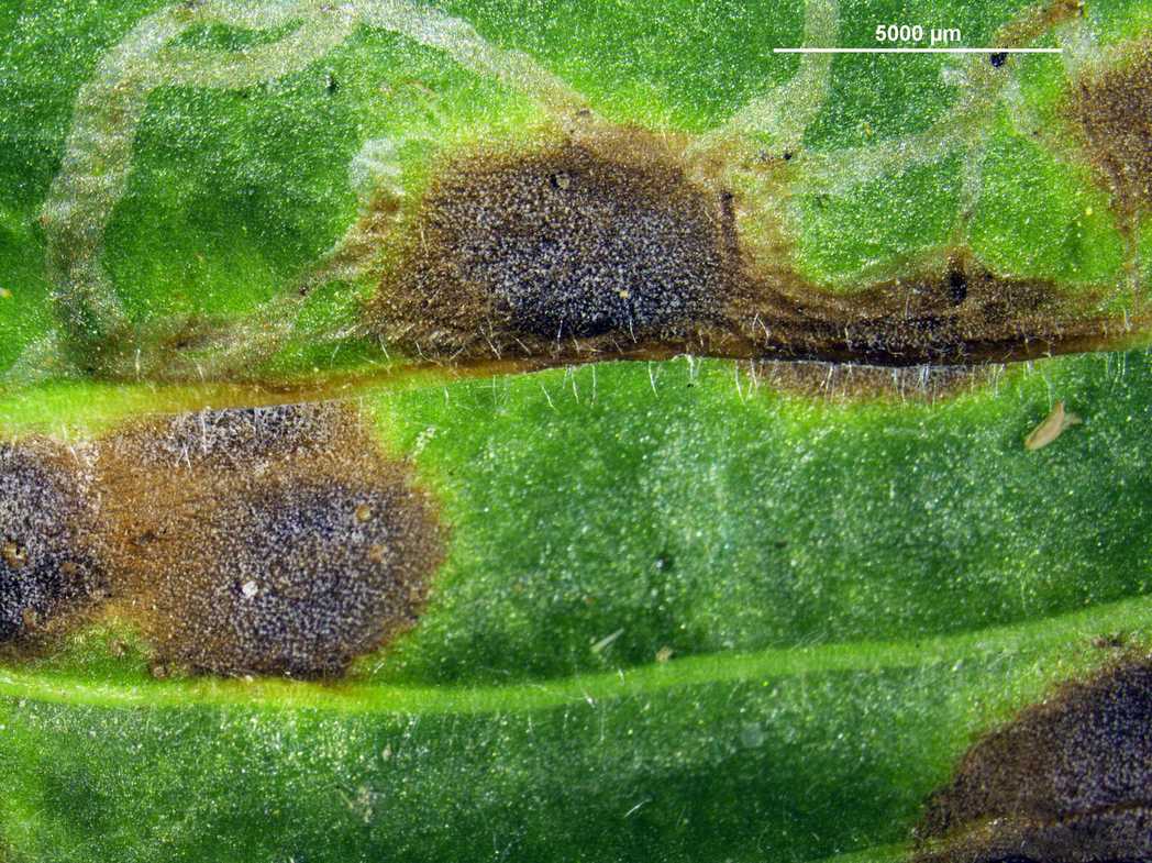 Rhabdospora