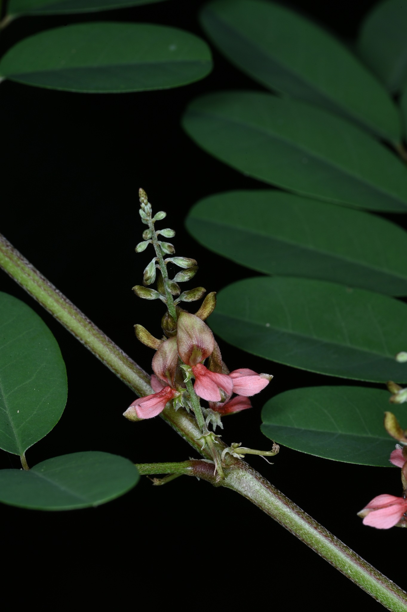Indigofera suffruticosa