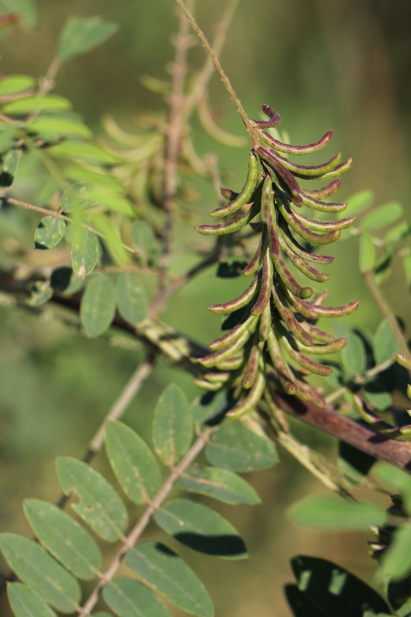 Indigofera suffruticosa