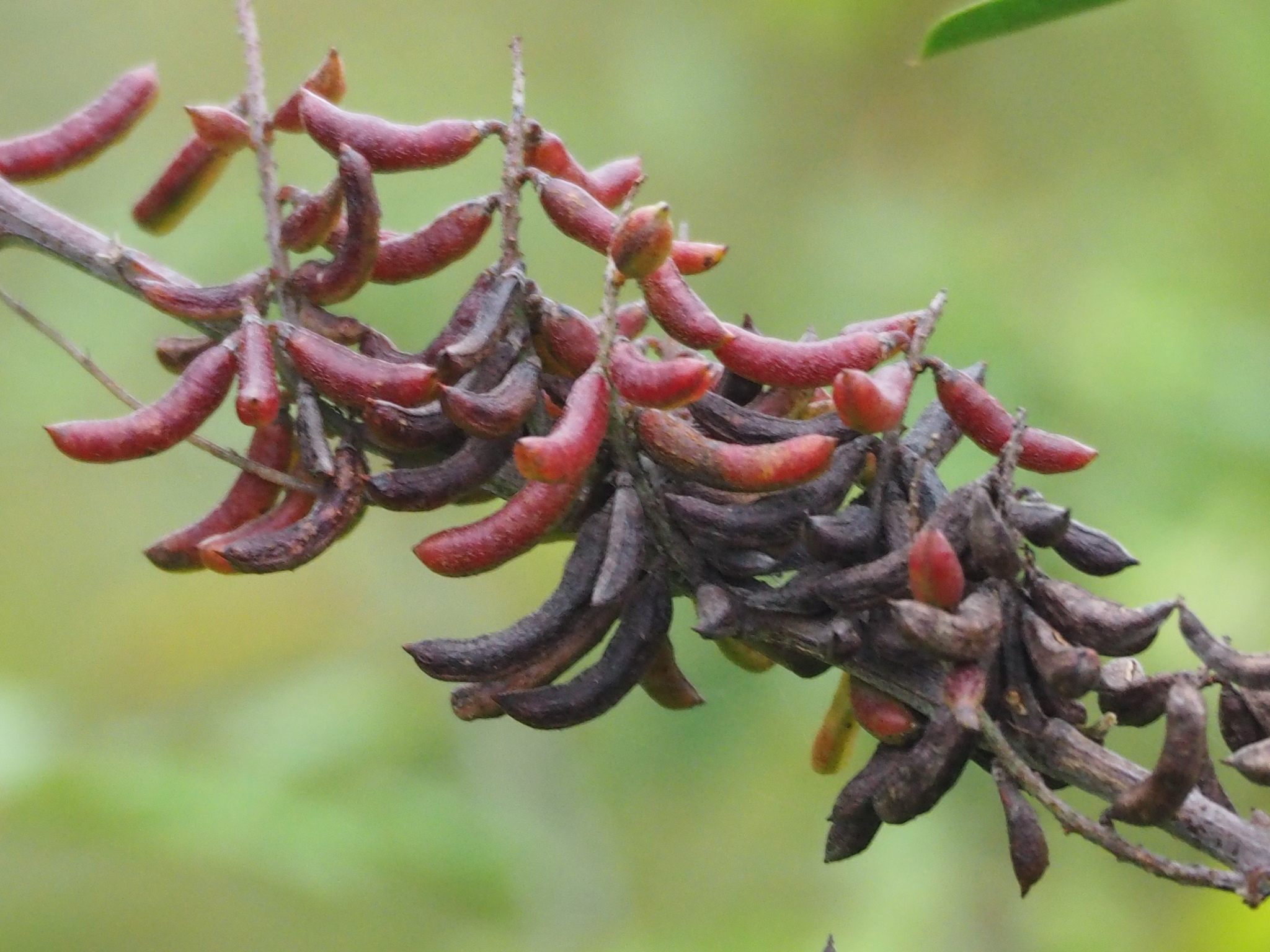 Indigofera suffruticosa
