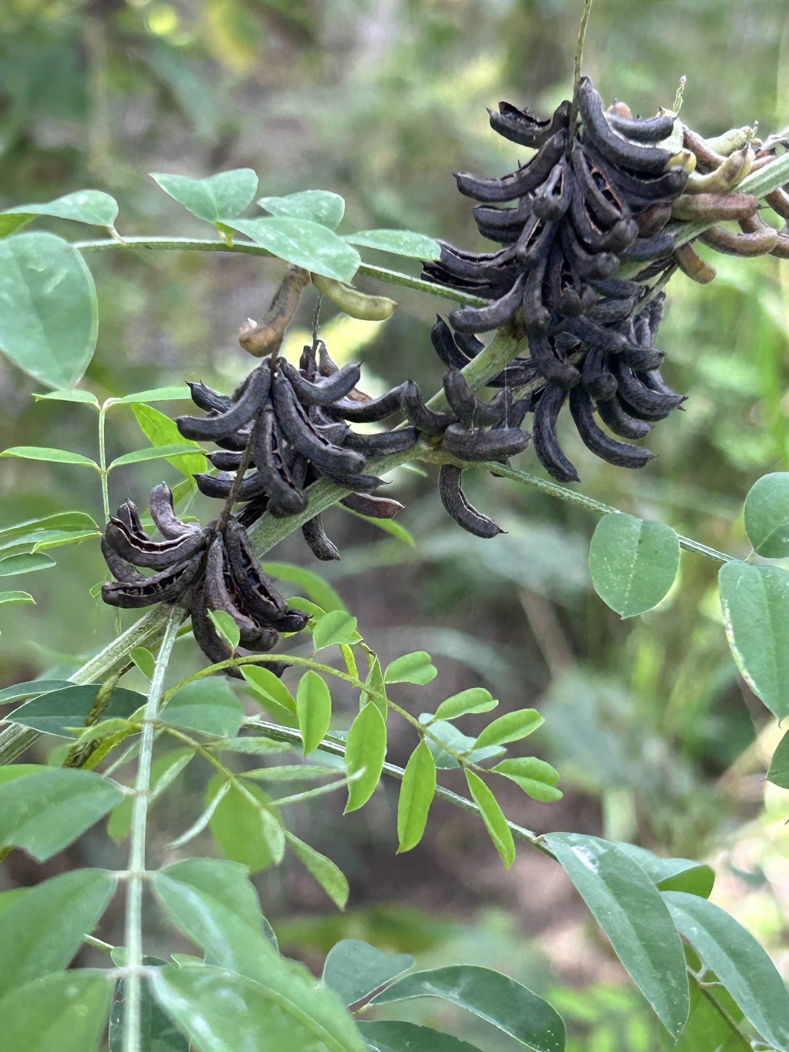 Indigofera suffruticosa