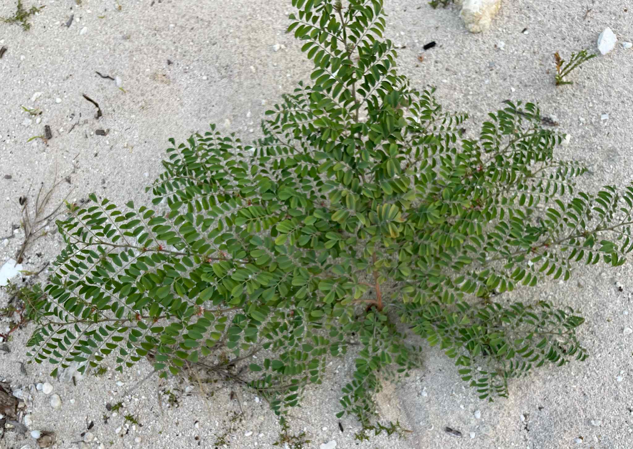 Indigofera suffruticosa