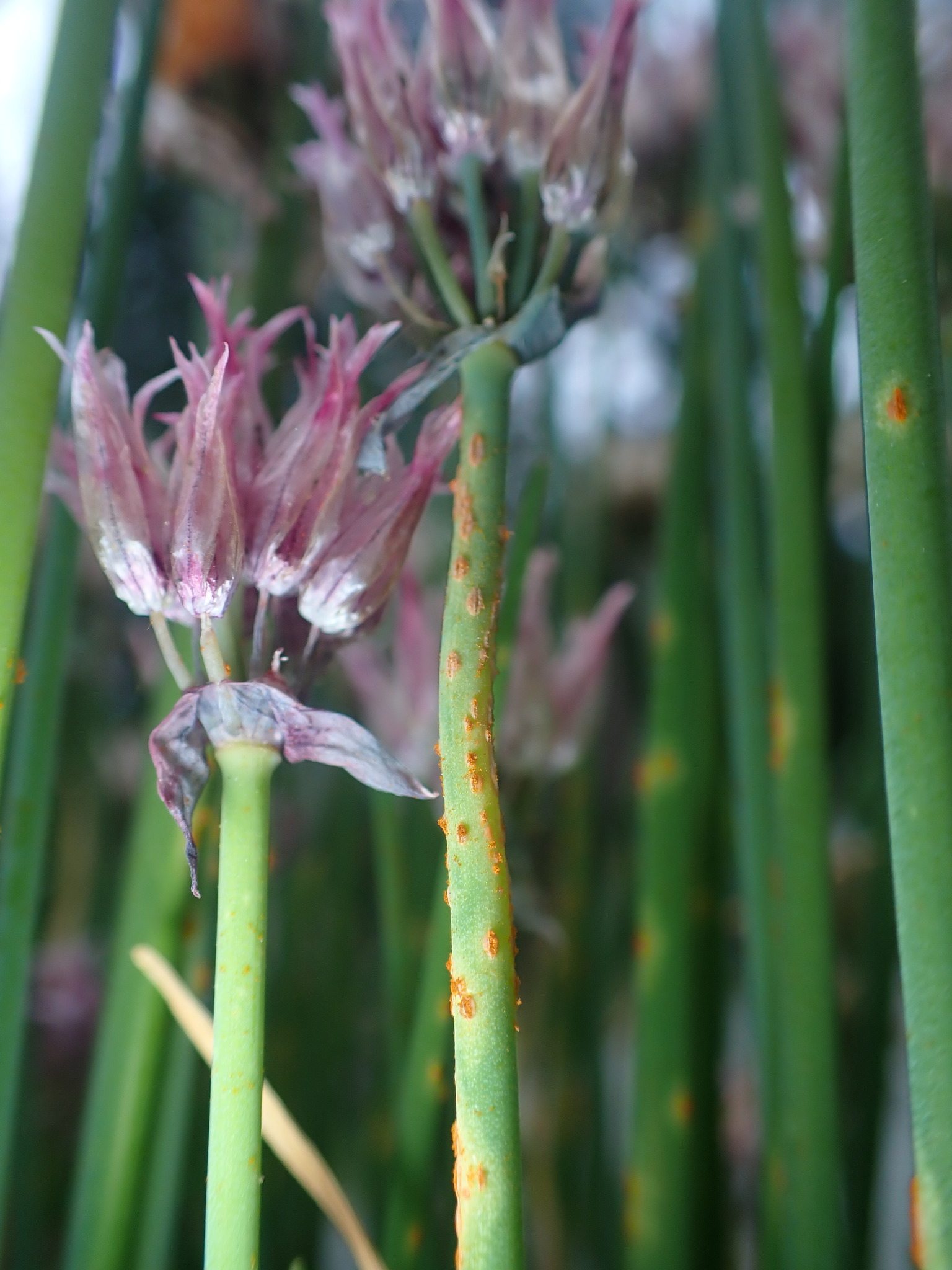Puccinia allii
