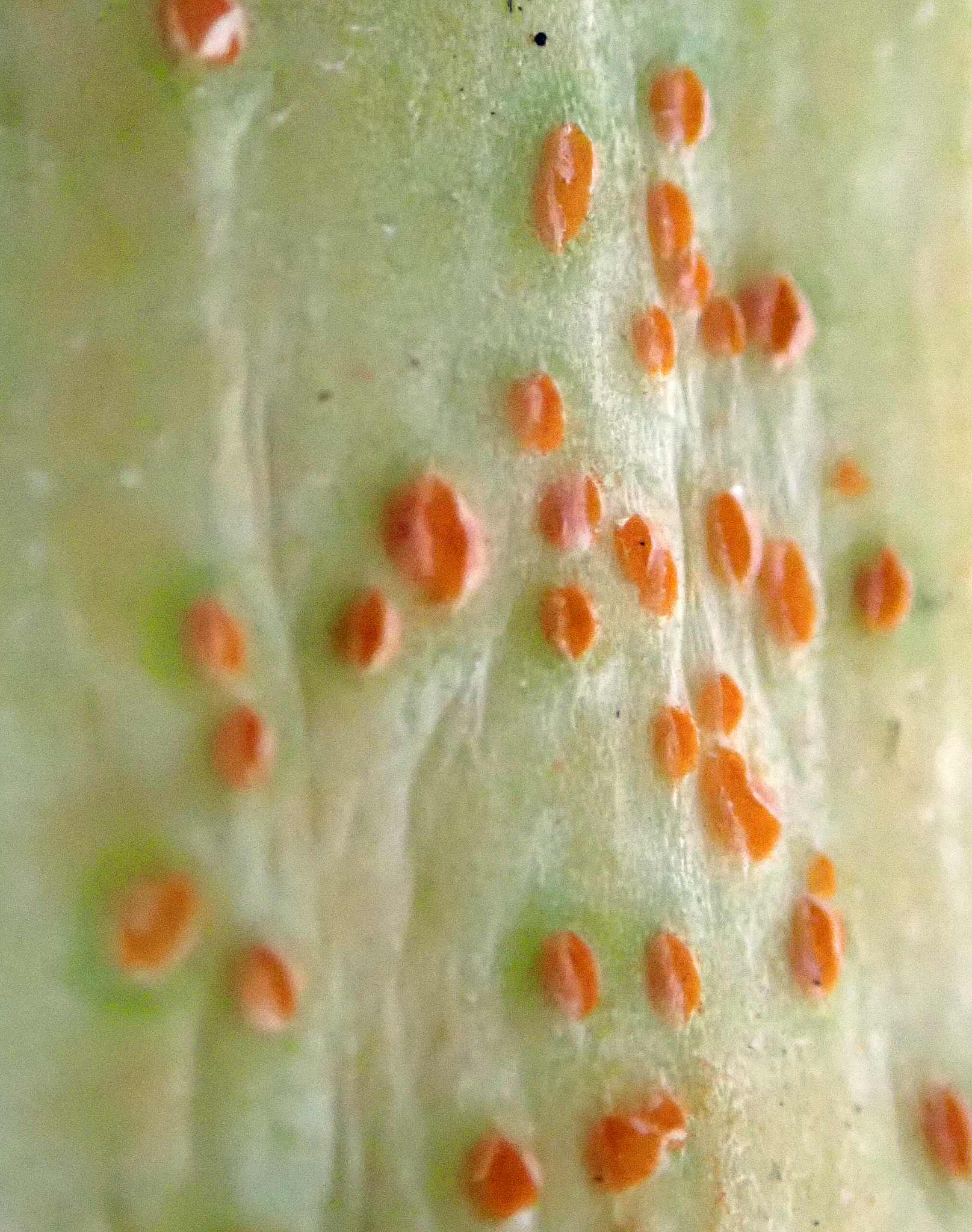 Puccinia allii