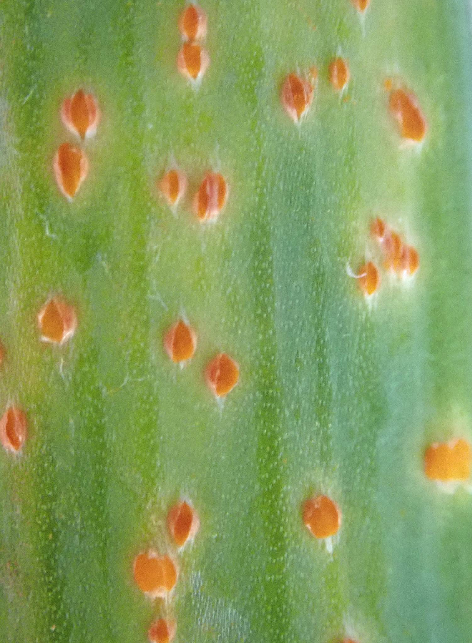 Puccinia allii