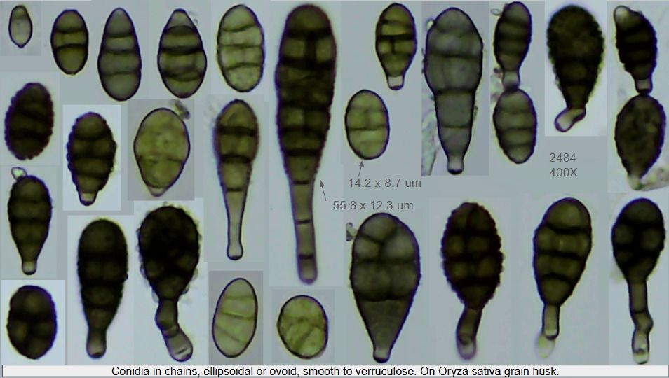 Alternaria chartarum