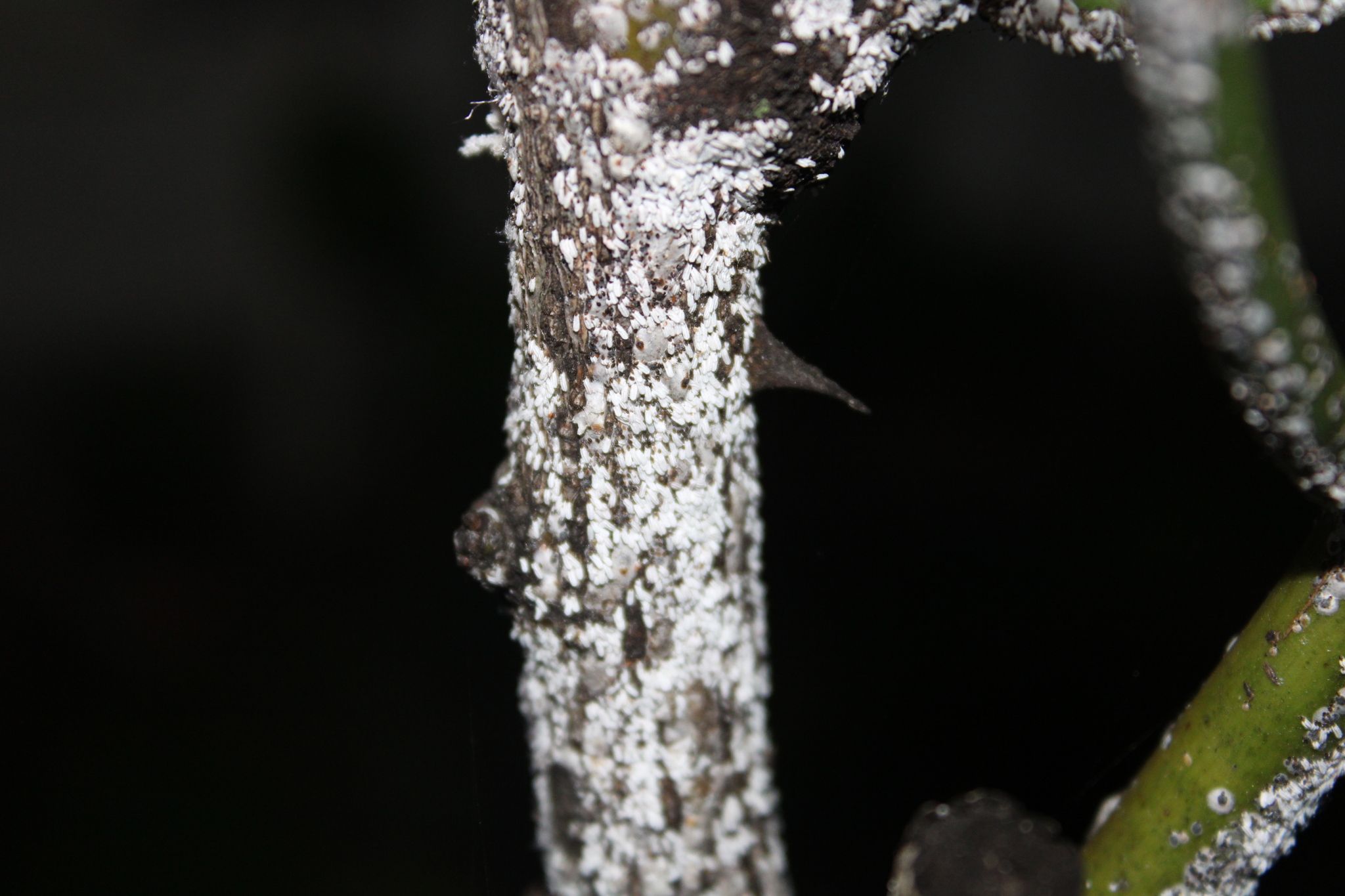 Aulacaspis rosarum