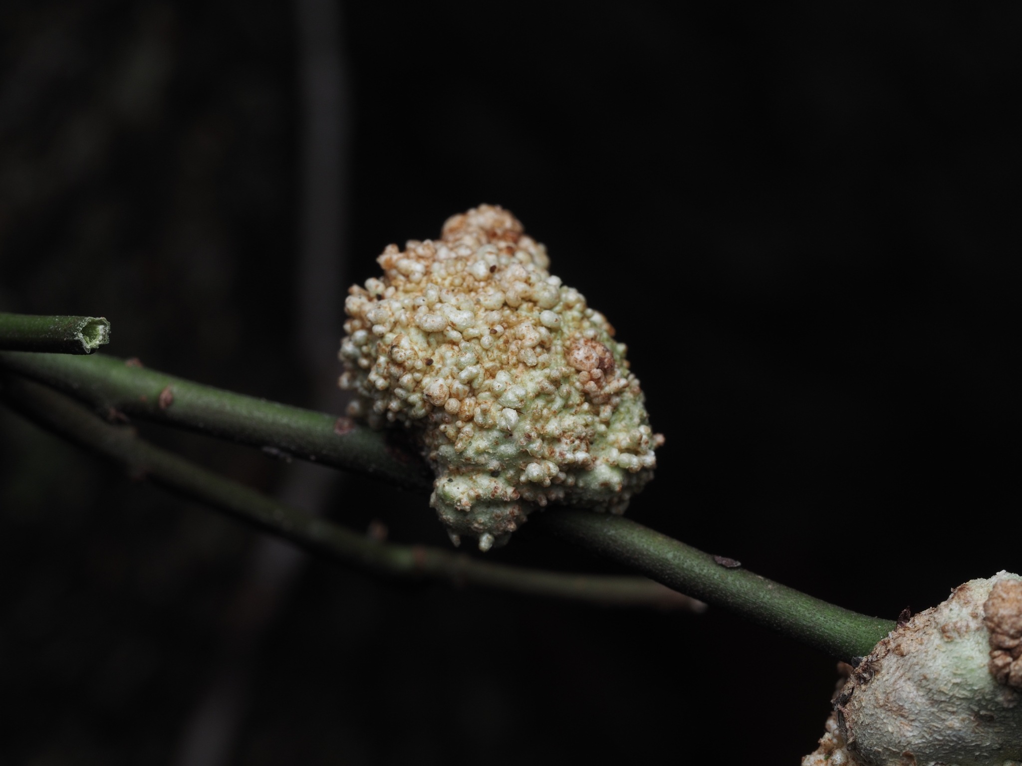 Agrobacterium tumefaciens