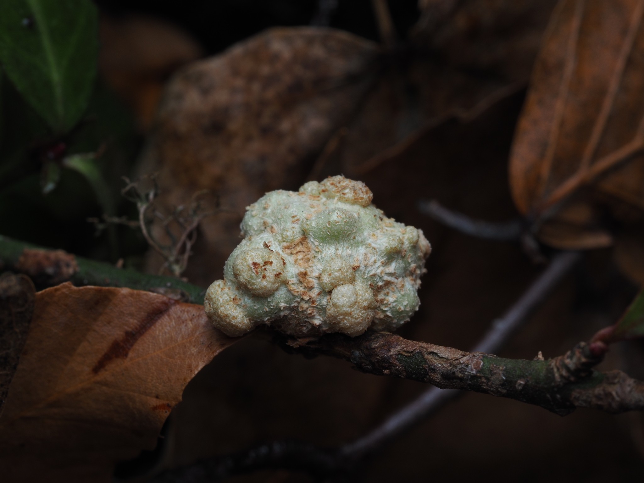 Agrobacterium tumefaciens