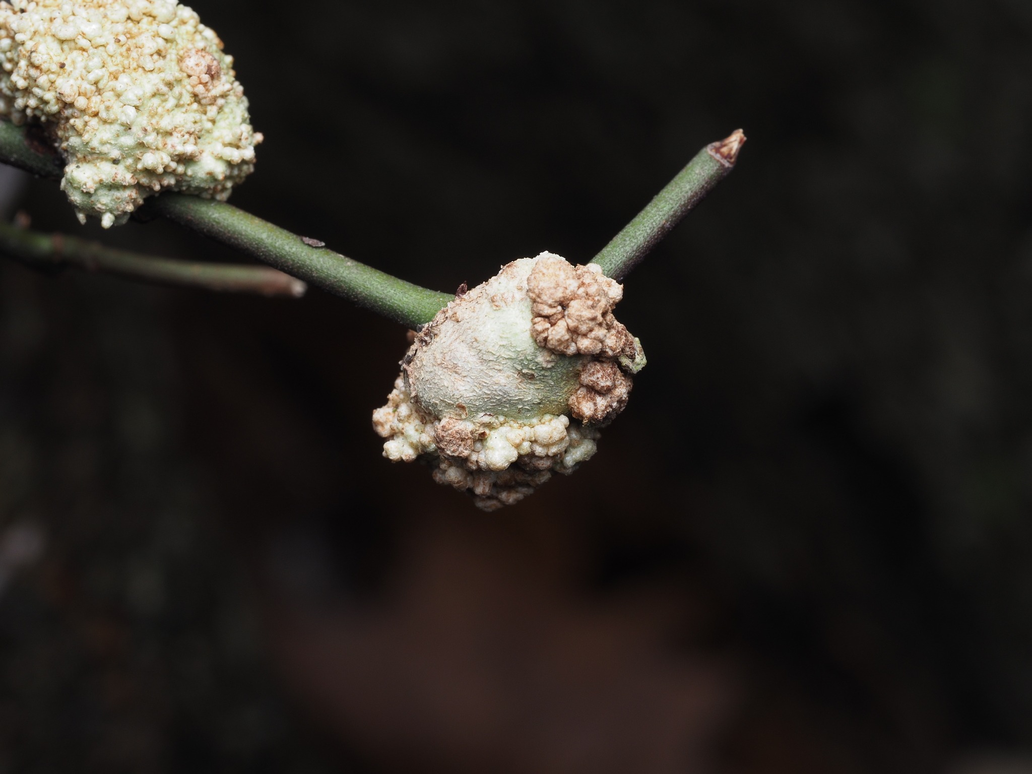 Agrobacterium tumefaciens