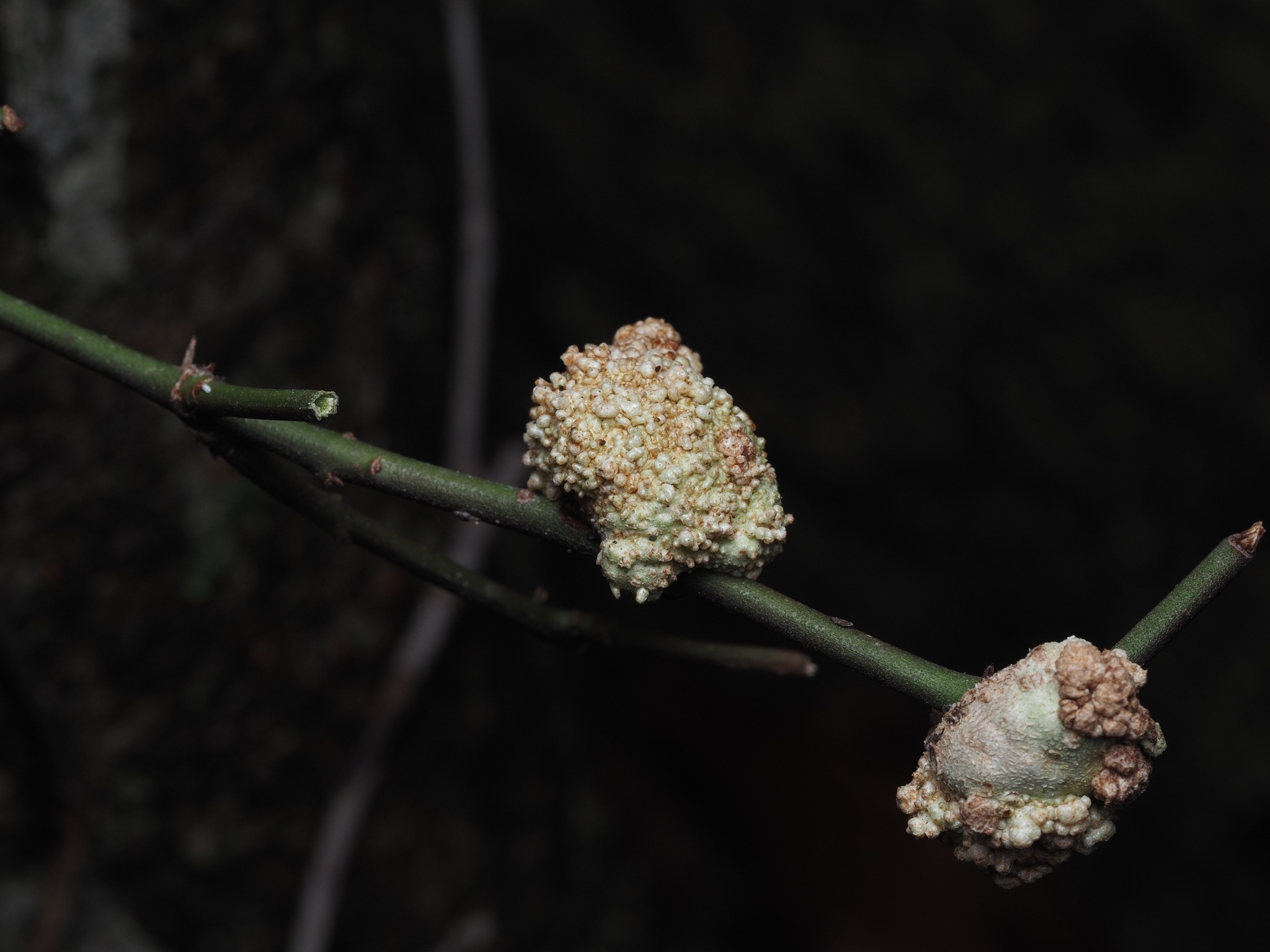 Agrobacterium tumefaciens