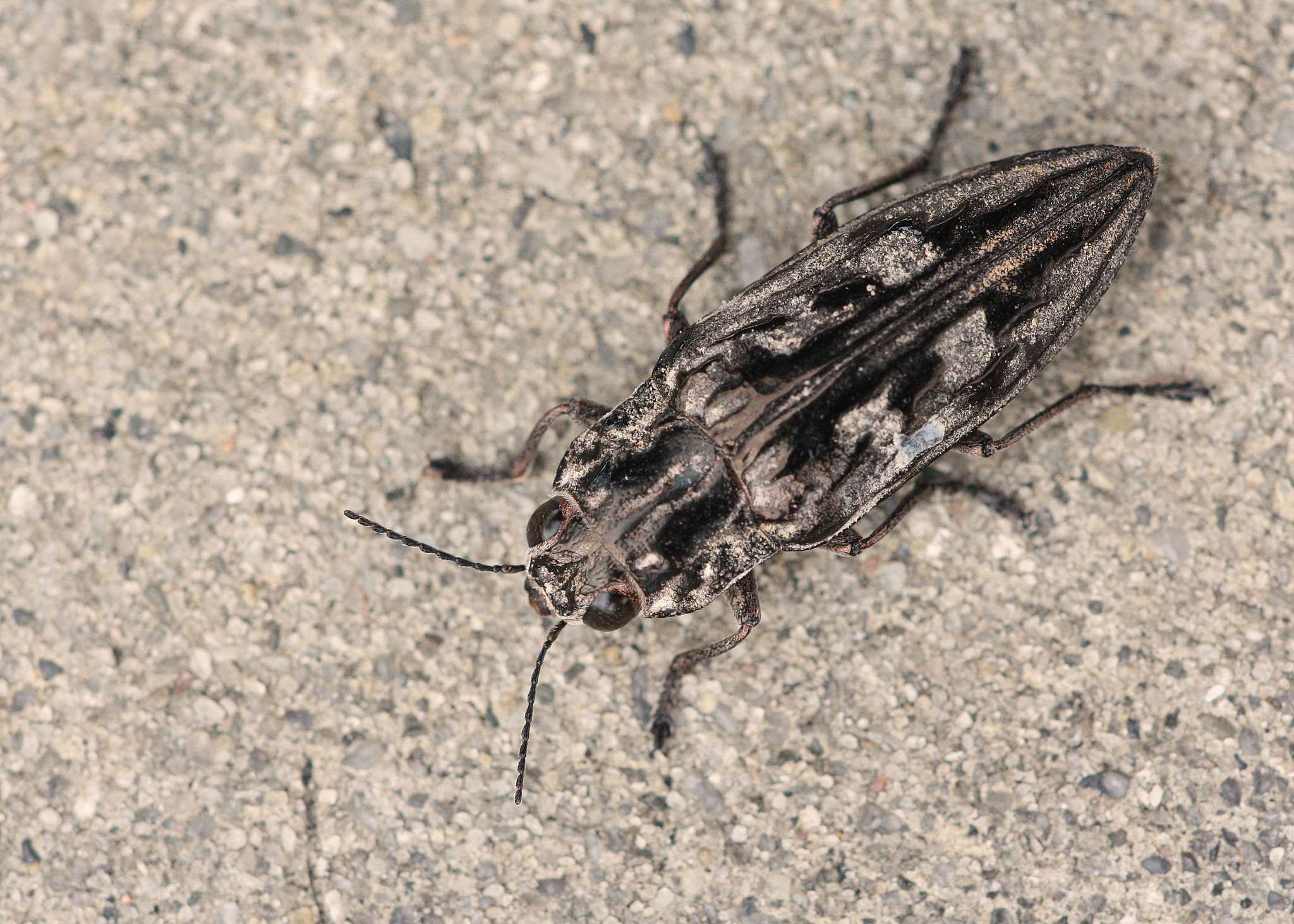 Chalcophora