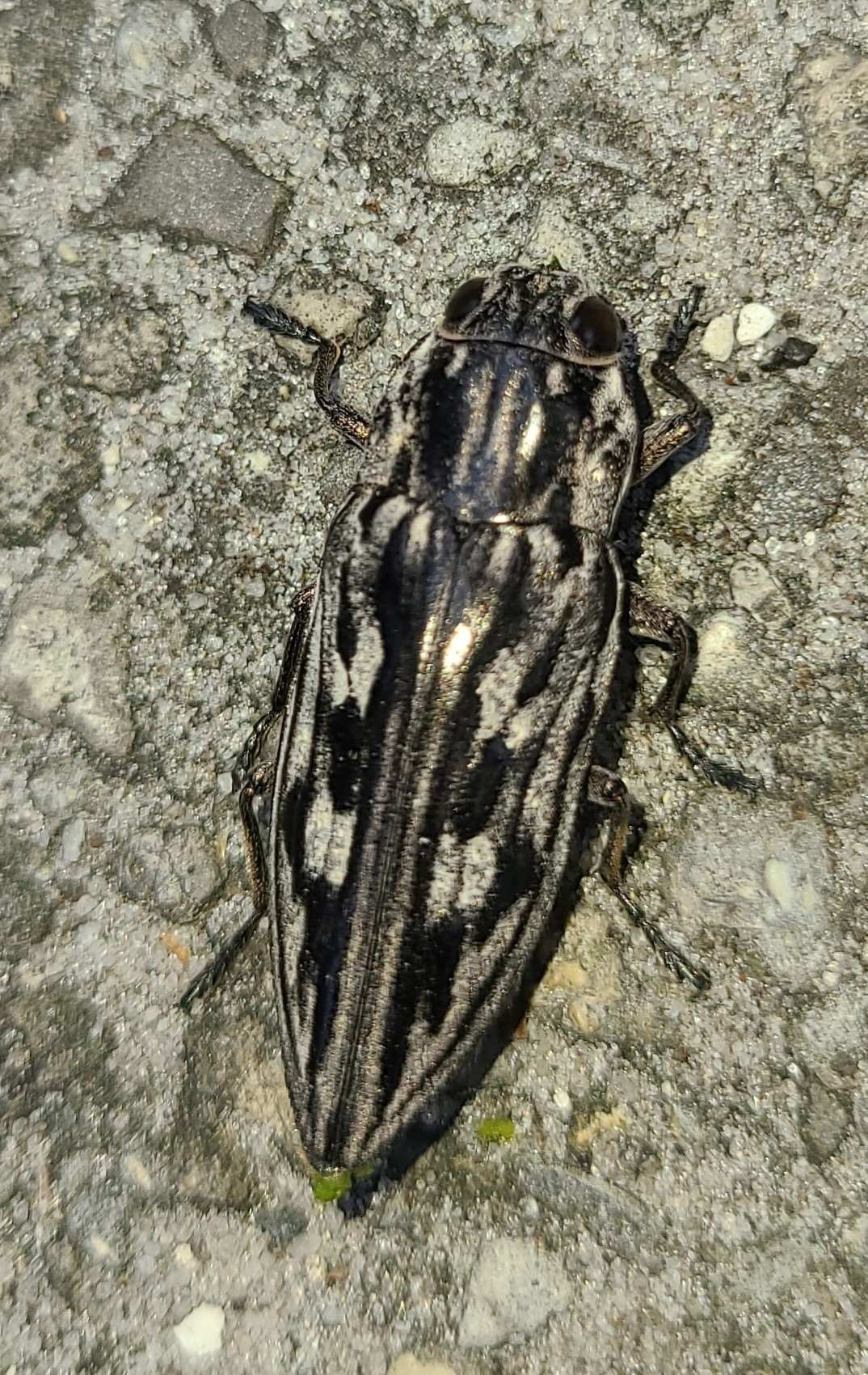 Chalcophora