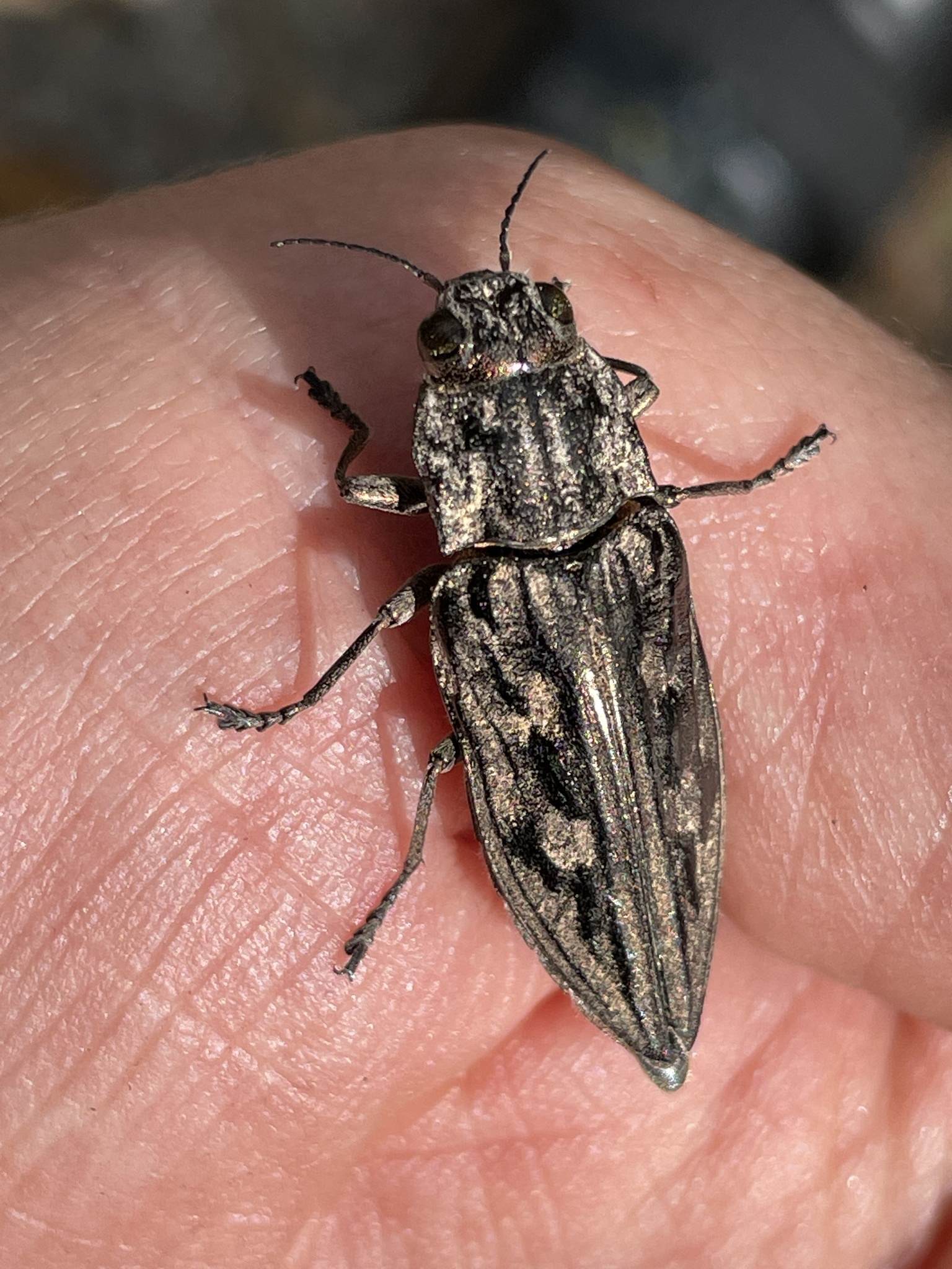 Chalcophora