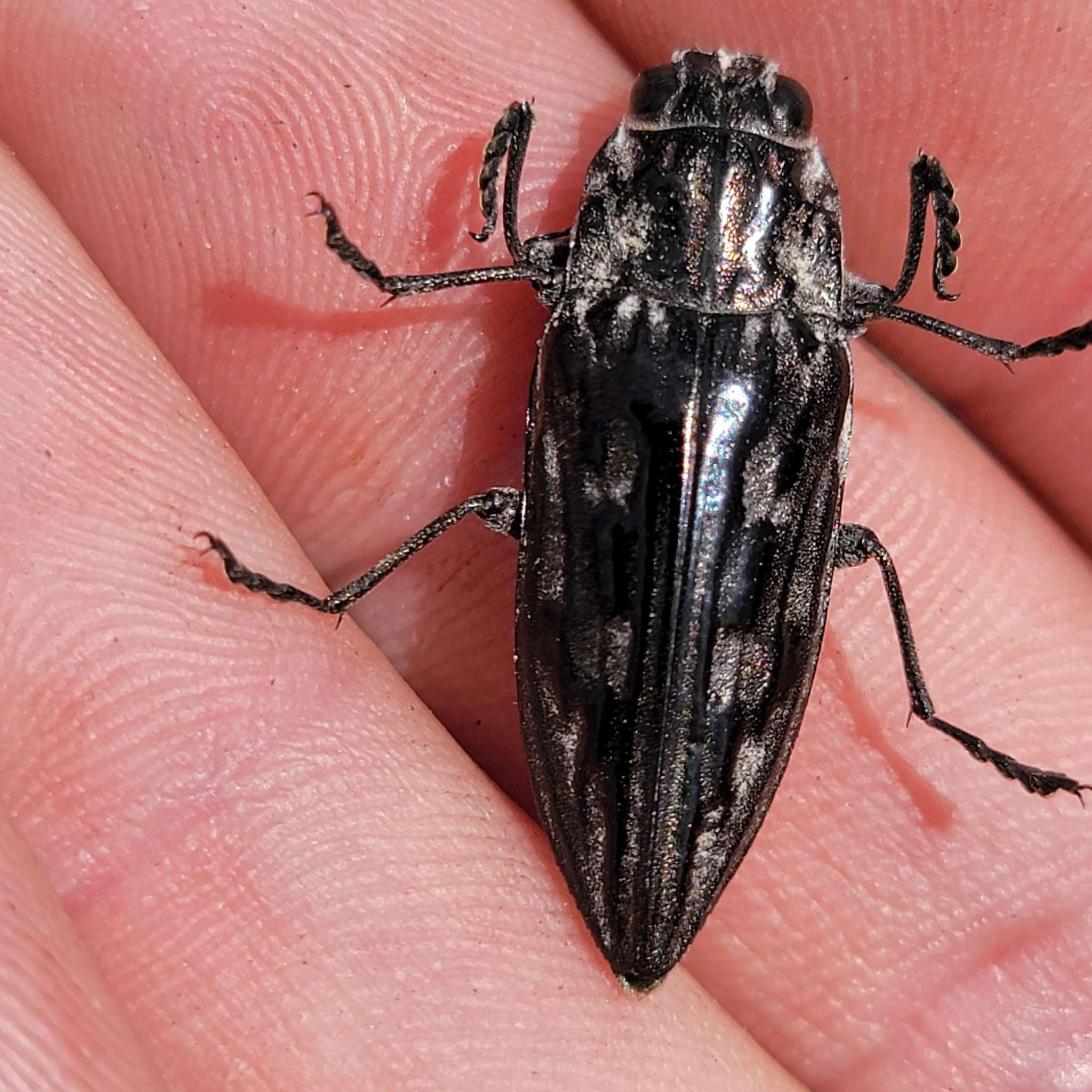 Chalcophora