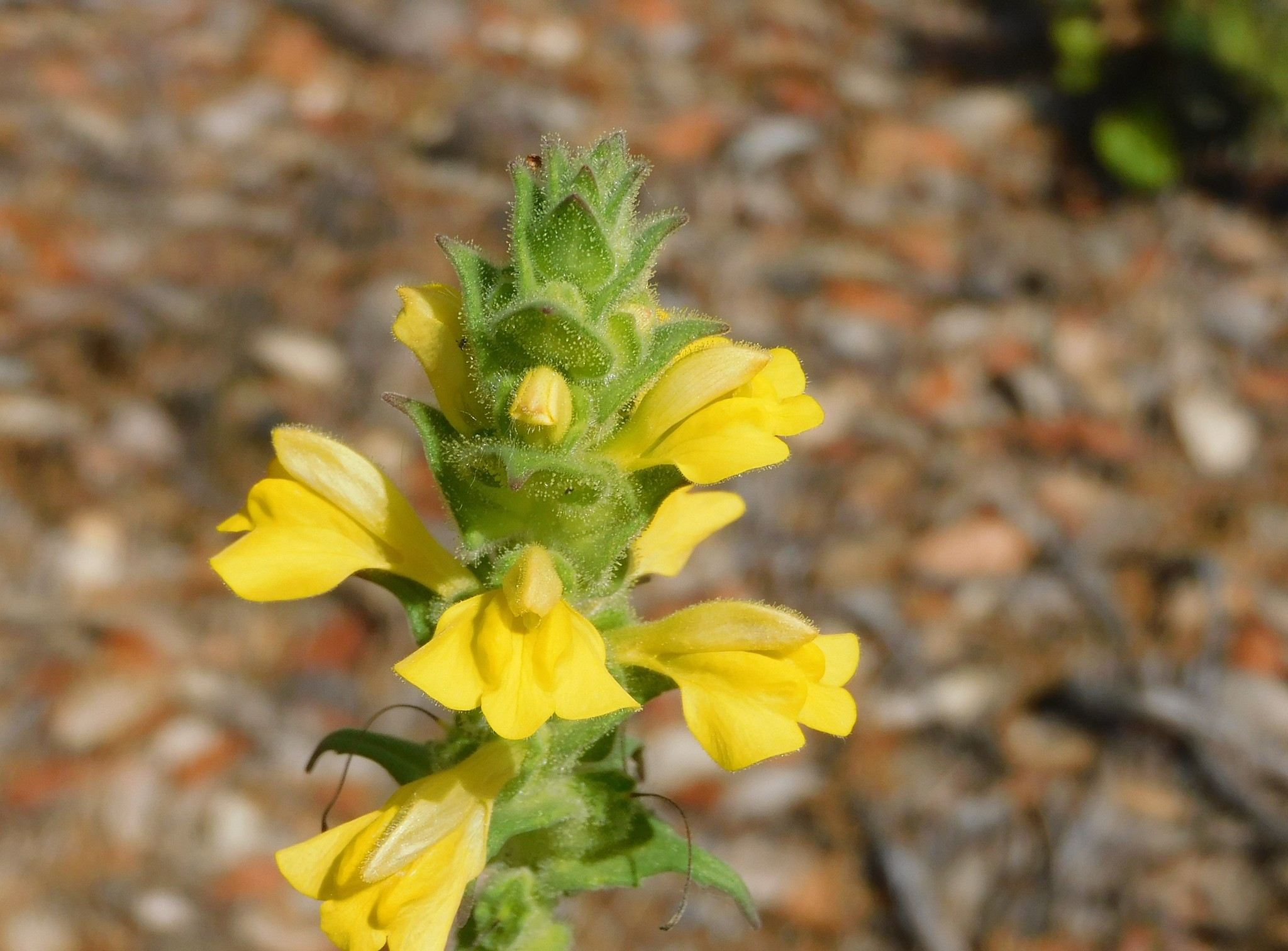 Bartsia