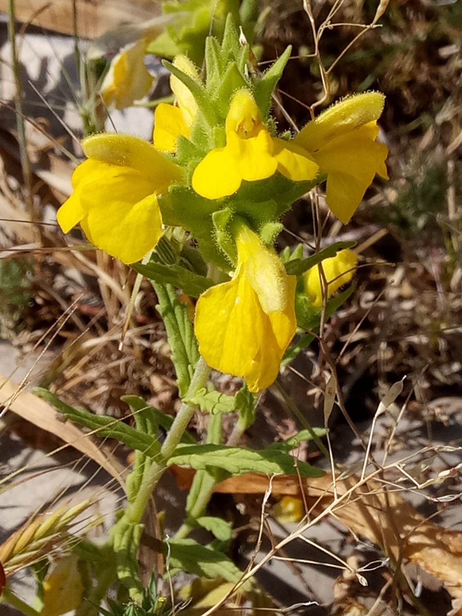 Bartsia