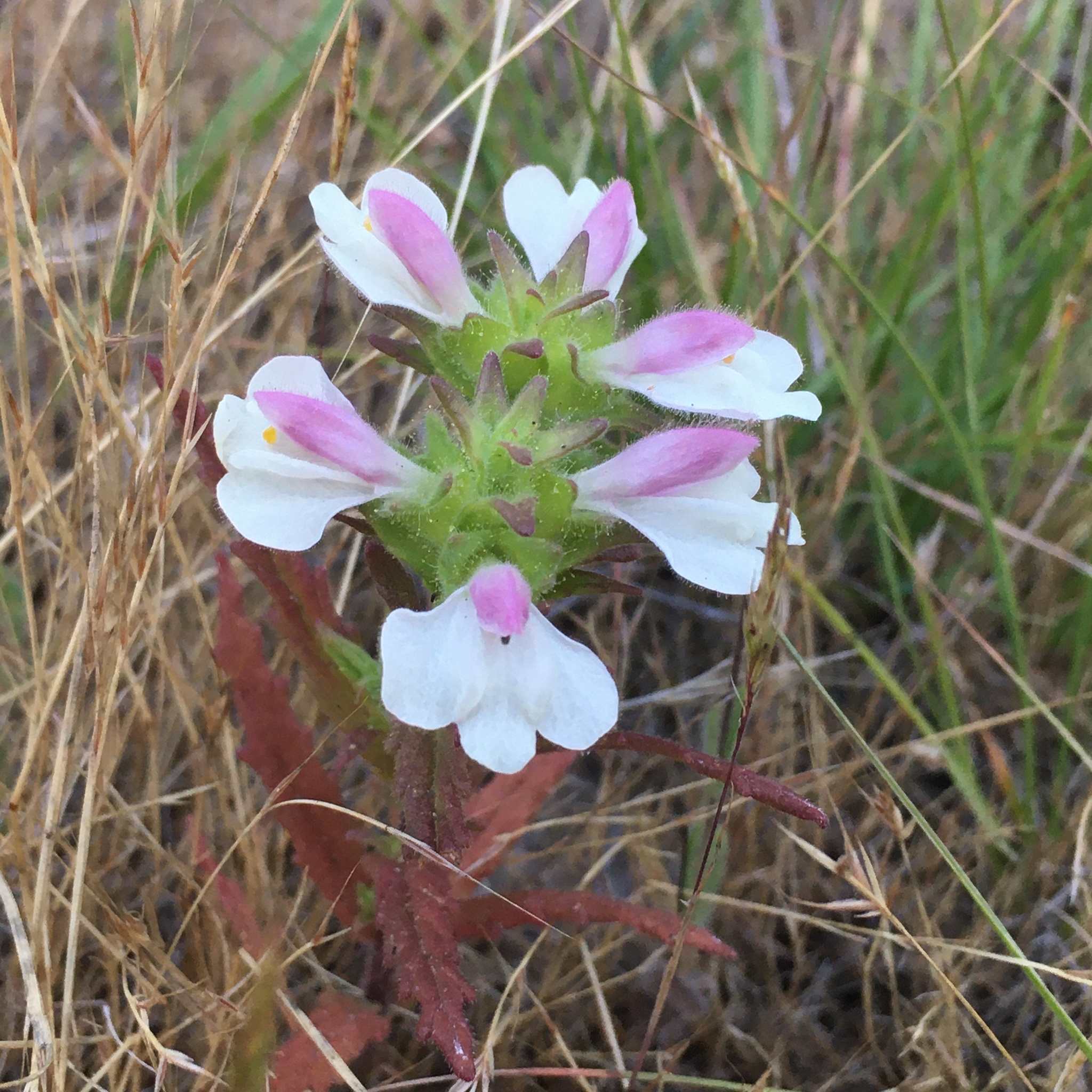 Bartsia