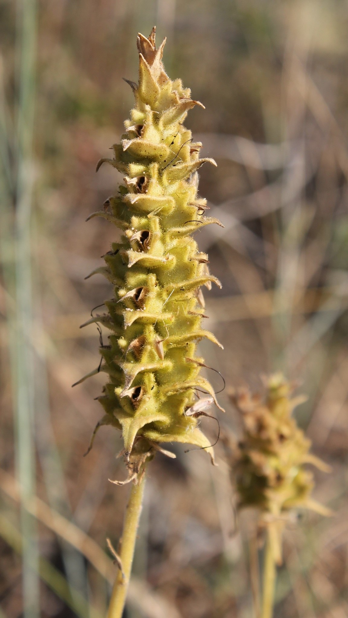 Bartsia
