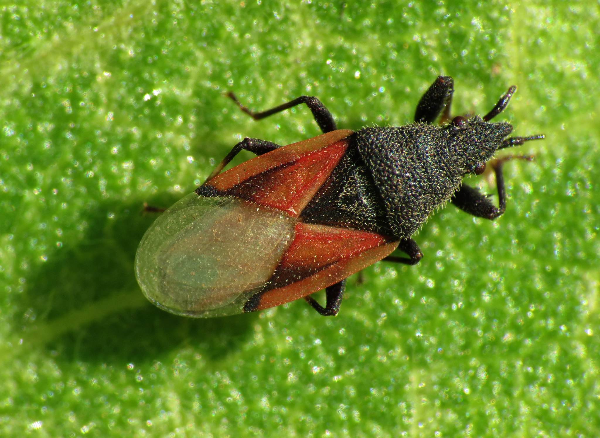 Oxycarenus lavaterae