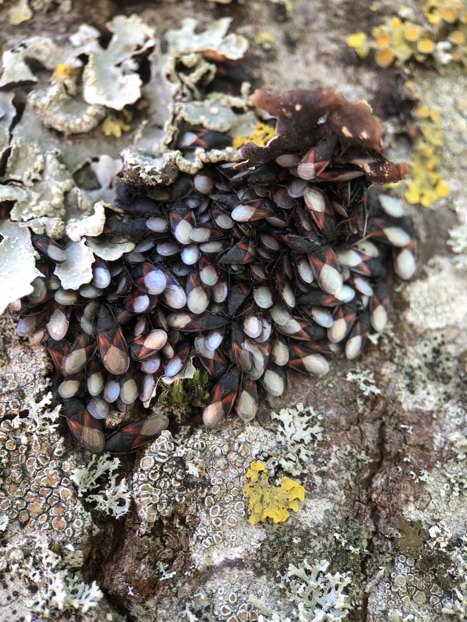 Oxycarenus lavaterae