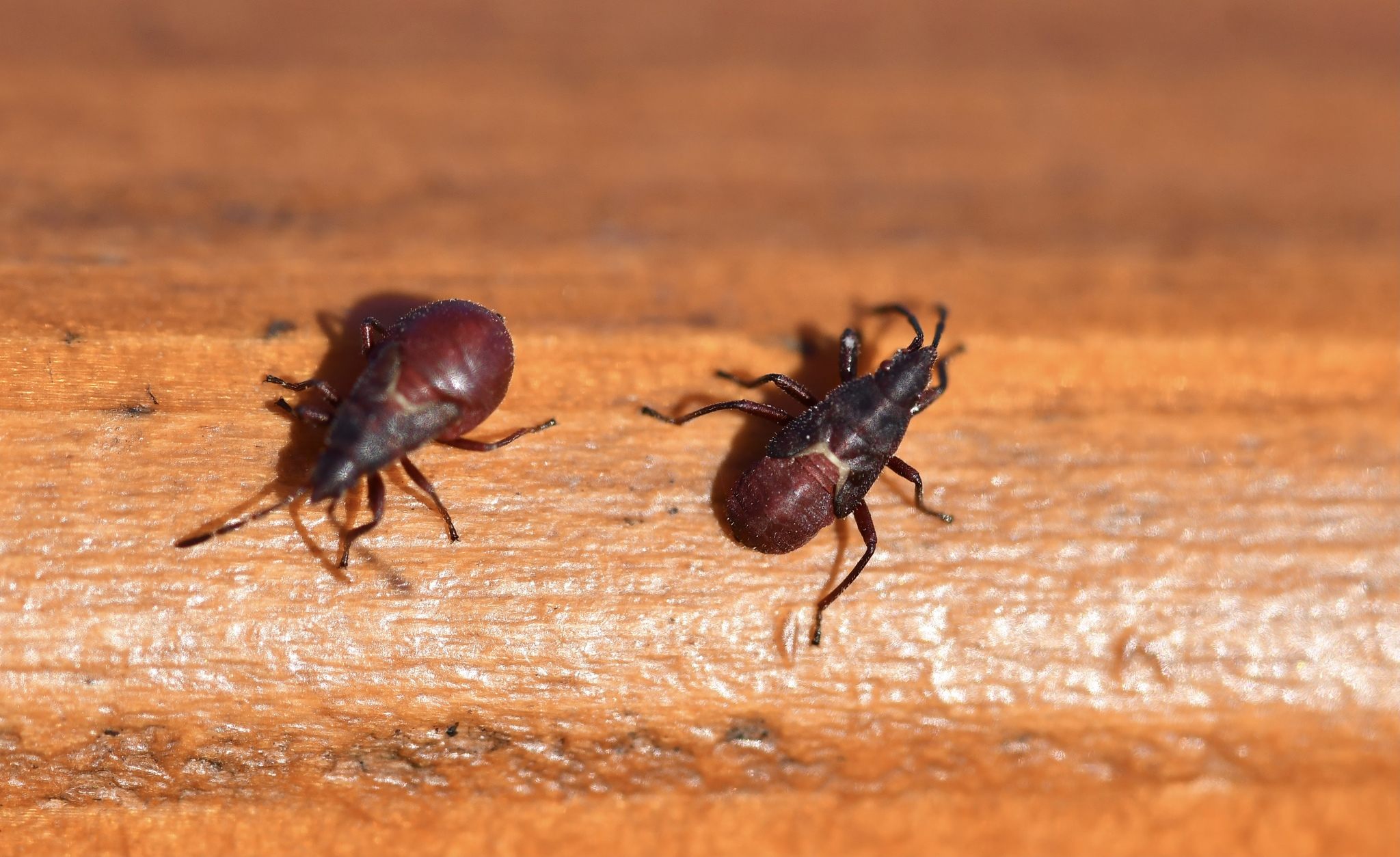 Oxycarenus lavaterae